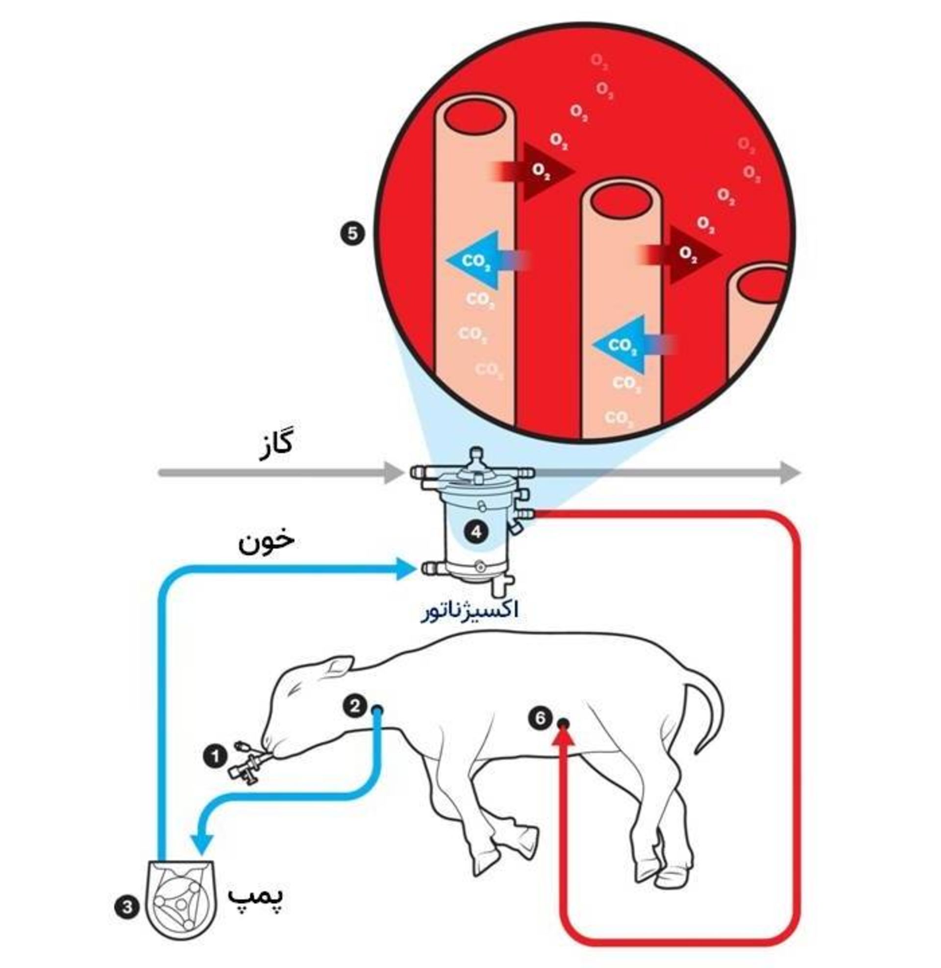 سیستم جفت مصنوعی / artificial placenta system