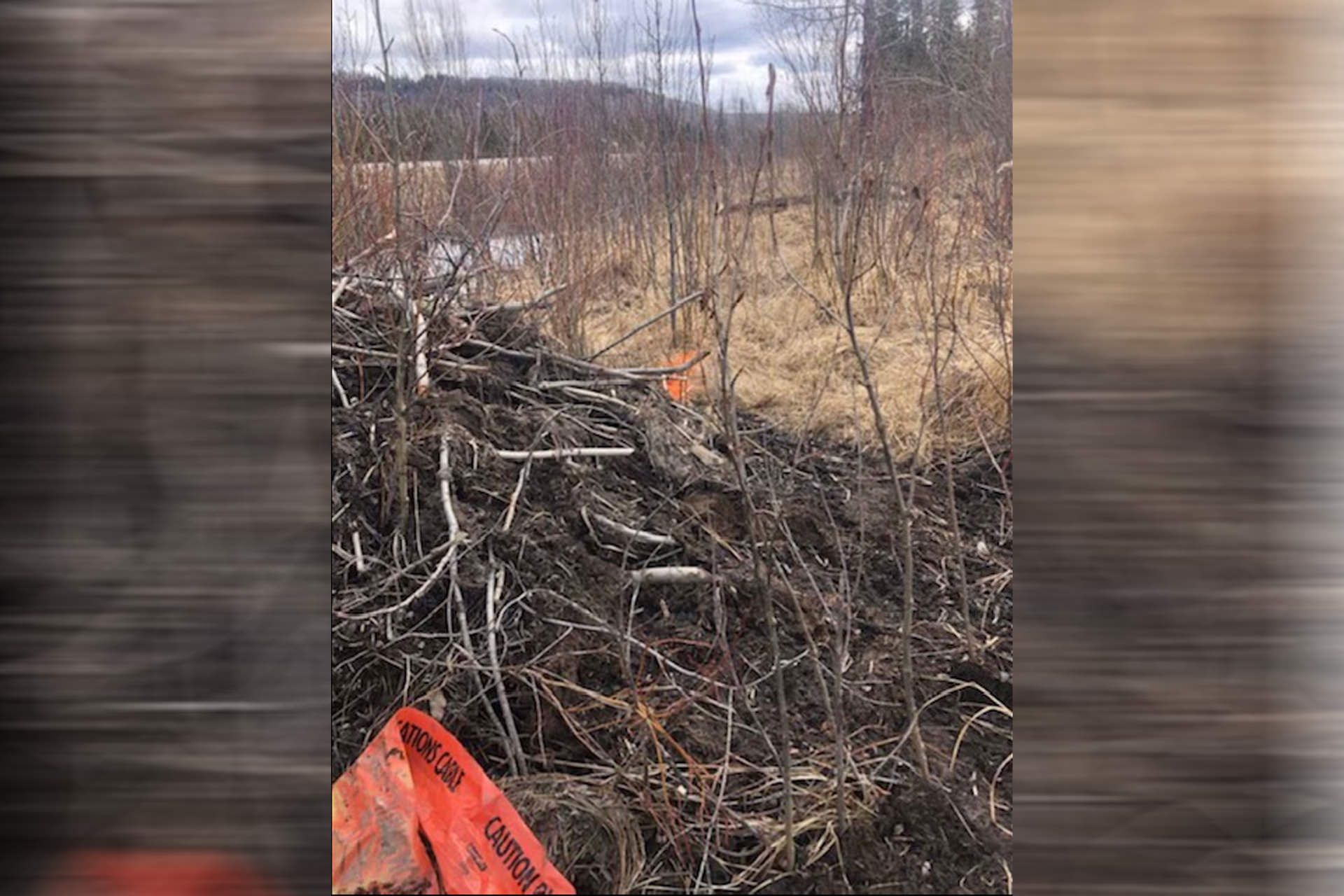 سد ساخته شده توسط سگ آبی با کابل اینترنت تلوس