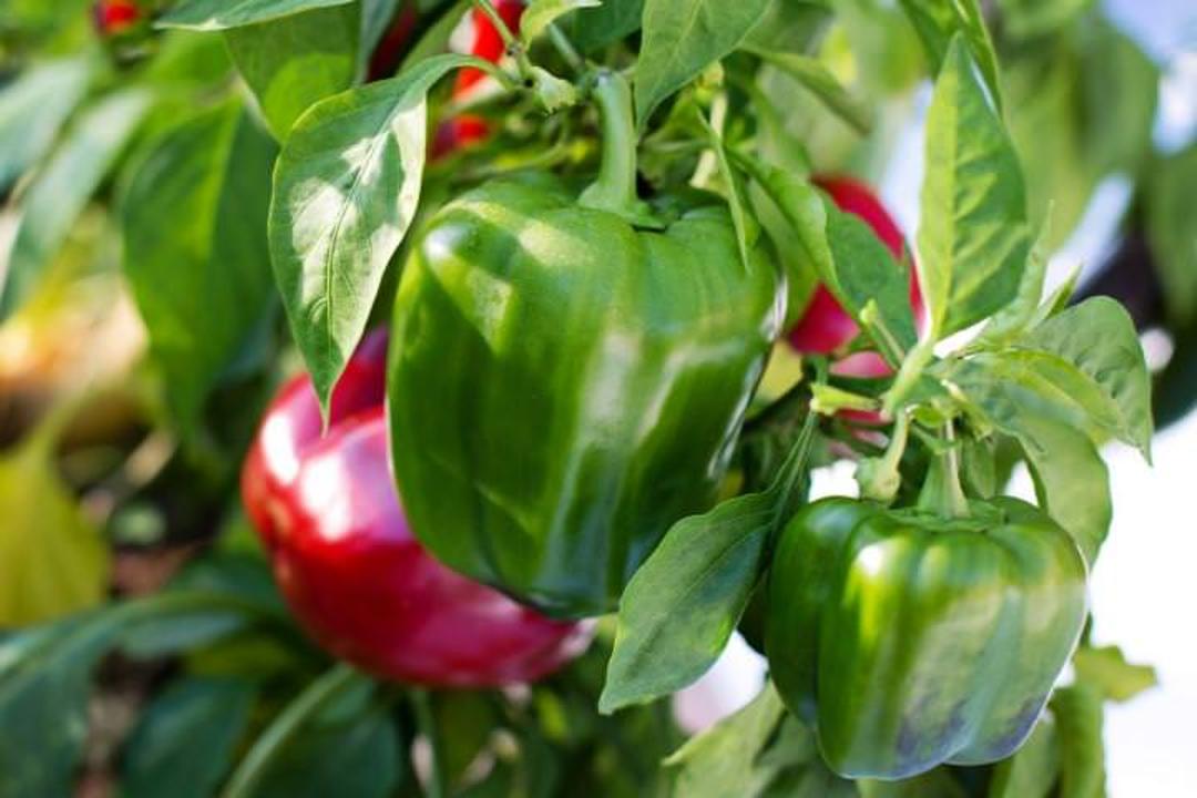 جنسیت فلفل دلمه‌ای