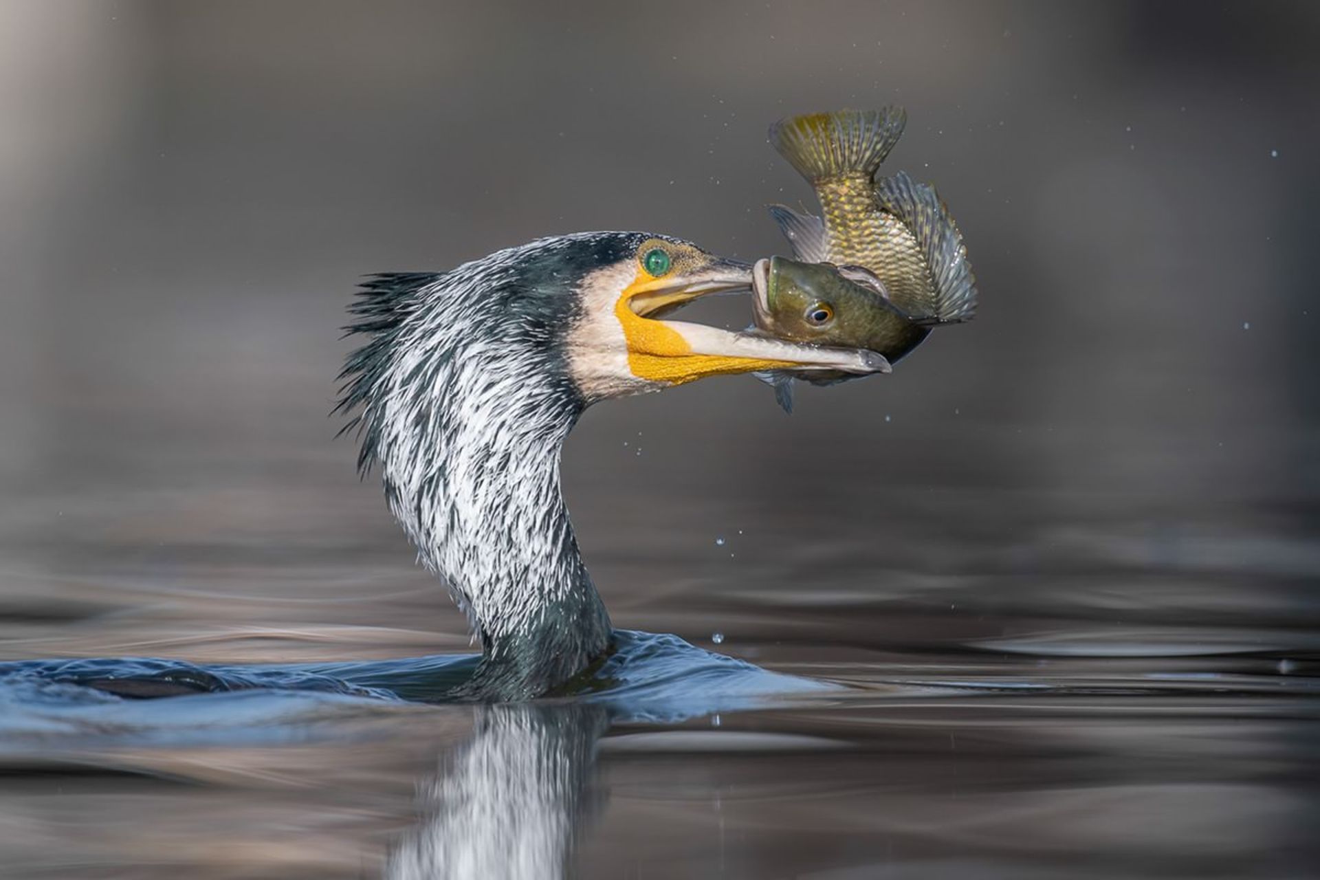 عکاس پرندگان سال 2021 