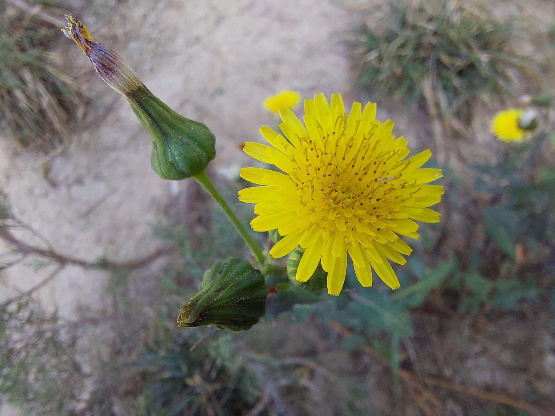 مرجع متخصصين ايران عكس نمونه دوربين ماكرو گلكسي A52 - يك گل زرد از نماي نزديك