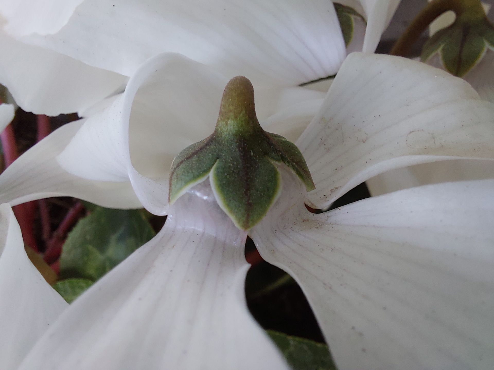 عکس نمونه دوربین ماکرو گلکسی A52 - یک گل سفید از نمای نزدیک