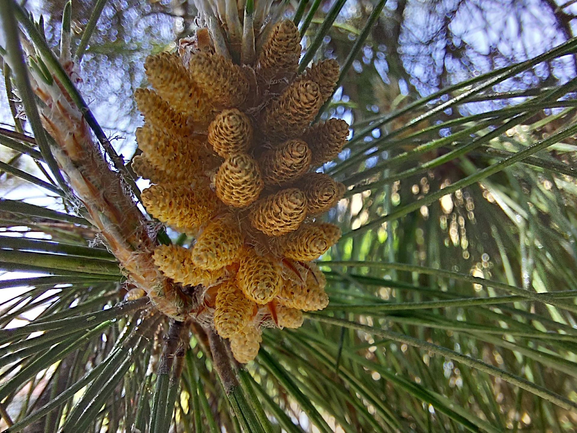 عکس نمونه دوربین ماکرو گلکسی A52 - میوه یک درخت از نمای نزدیک