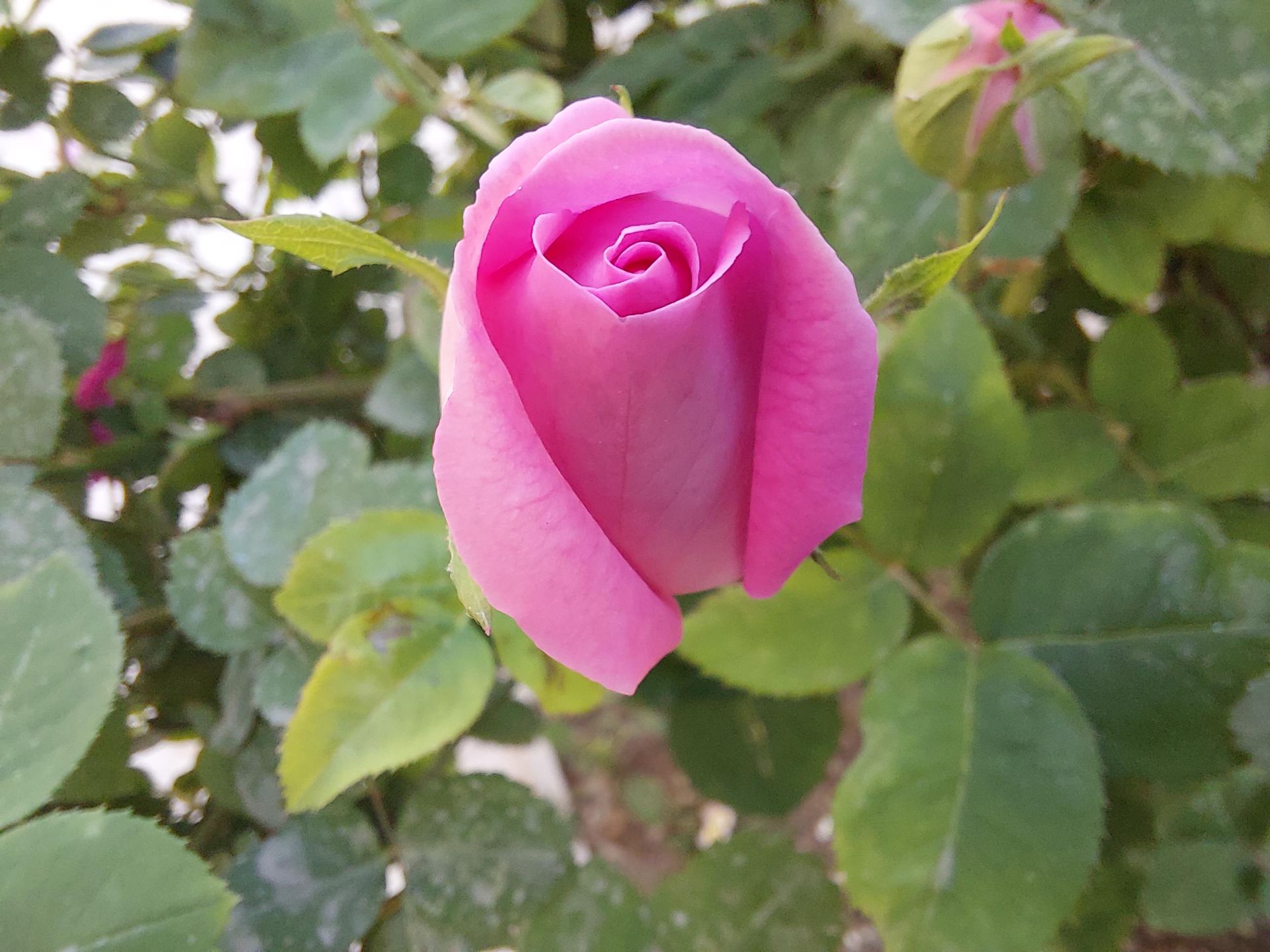 عکس نمونه دوربین ماکرو گلکسی A52 - یک گل رز از نمای نزدیک