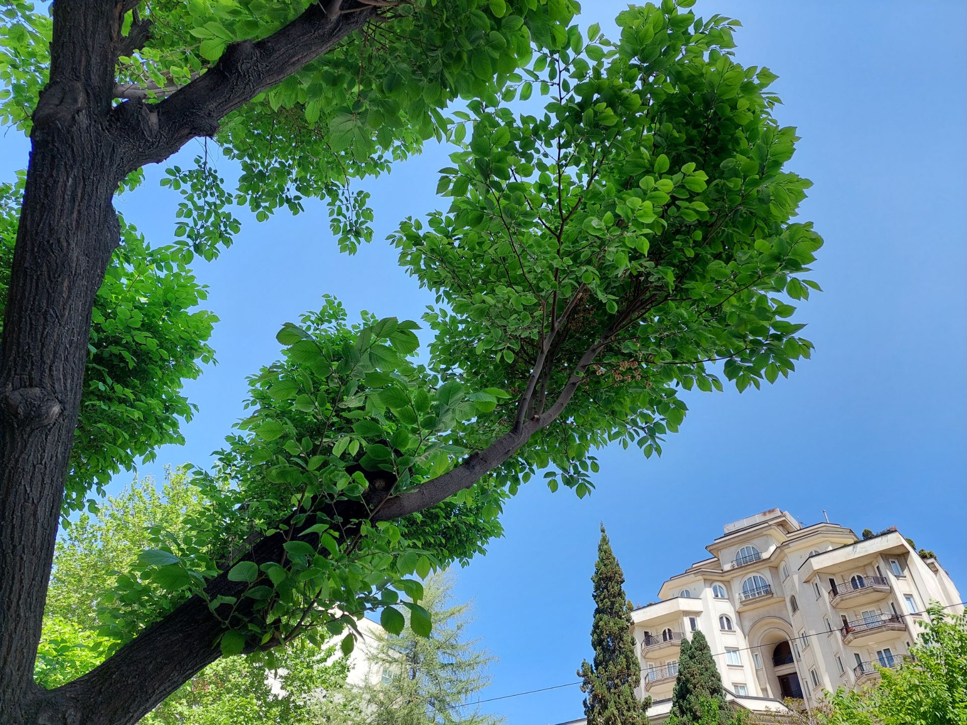 عکس نمونه دوربین واید گلکسی A52 در نور مناسب - درختی در یکی از کوچه‌های خیابان جردن