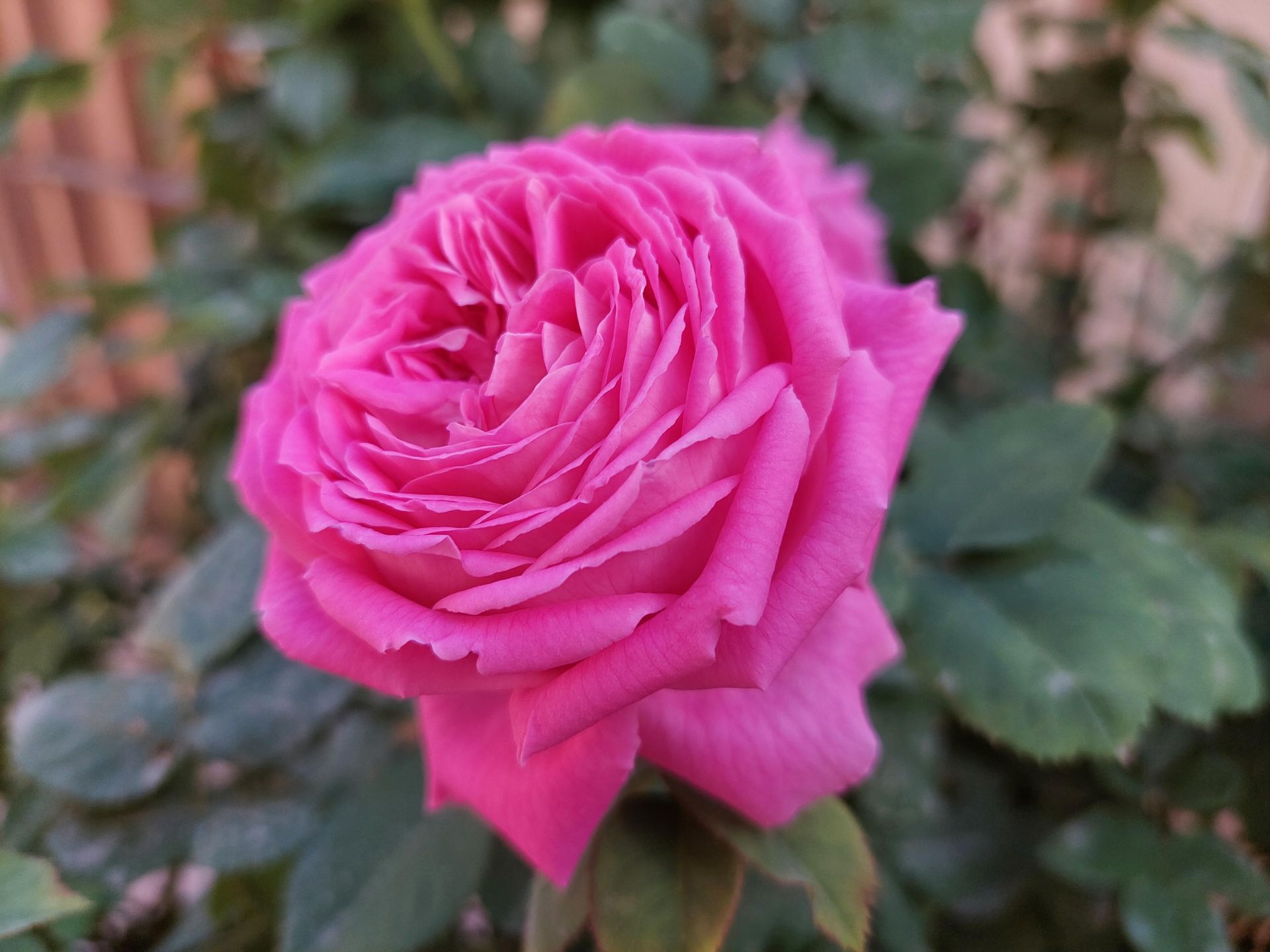 عکس نمونه دوربین واید گلکسی A52 در نور مناسب - عکسی از گل رز