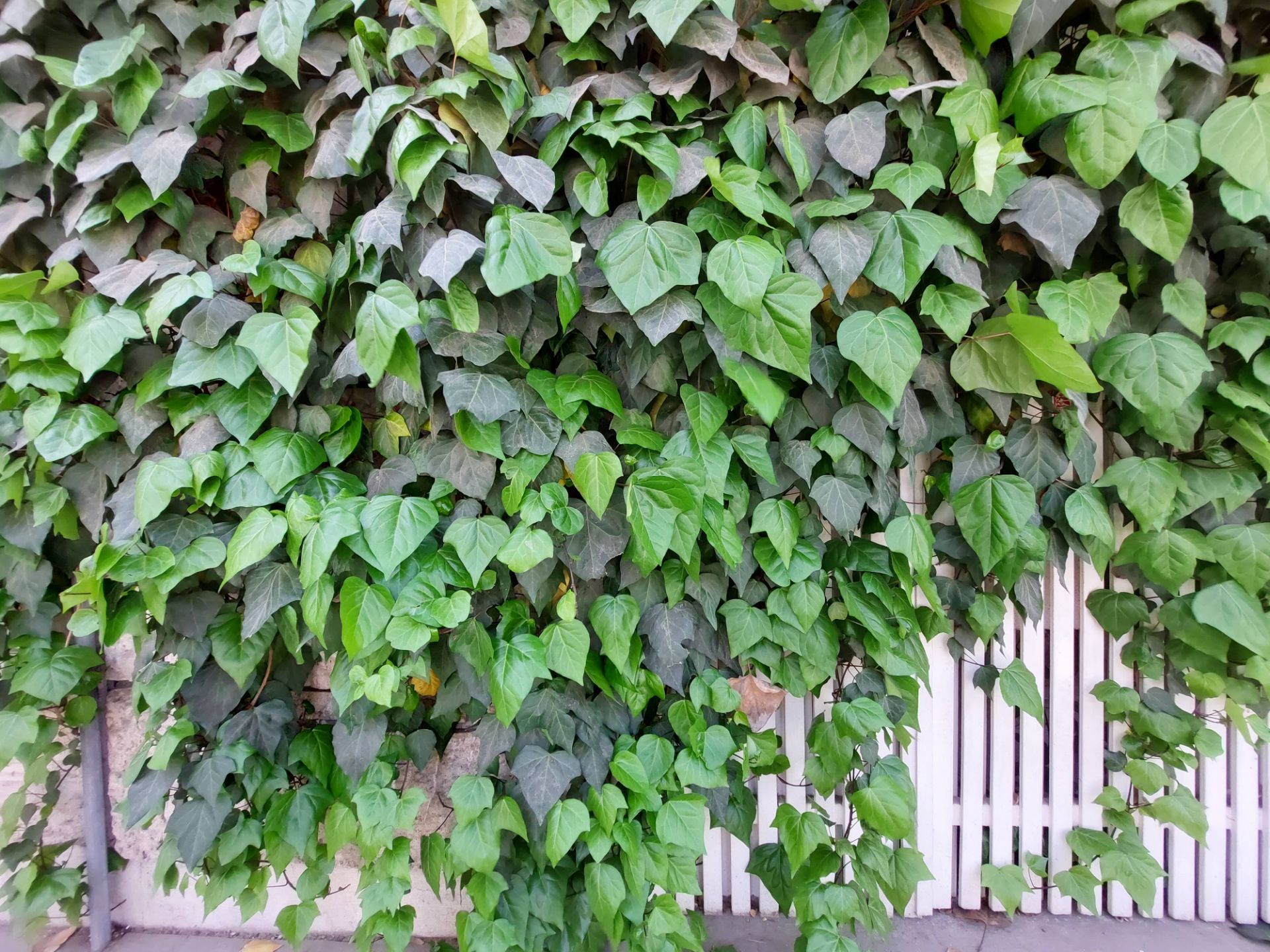 عکس نمونه دوربین اولتراواید گلکسی A52 در نور مناسب - گیاهان روی نمای ساختمانی در خیابان جردن