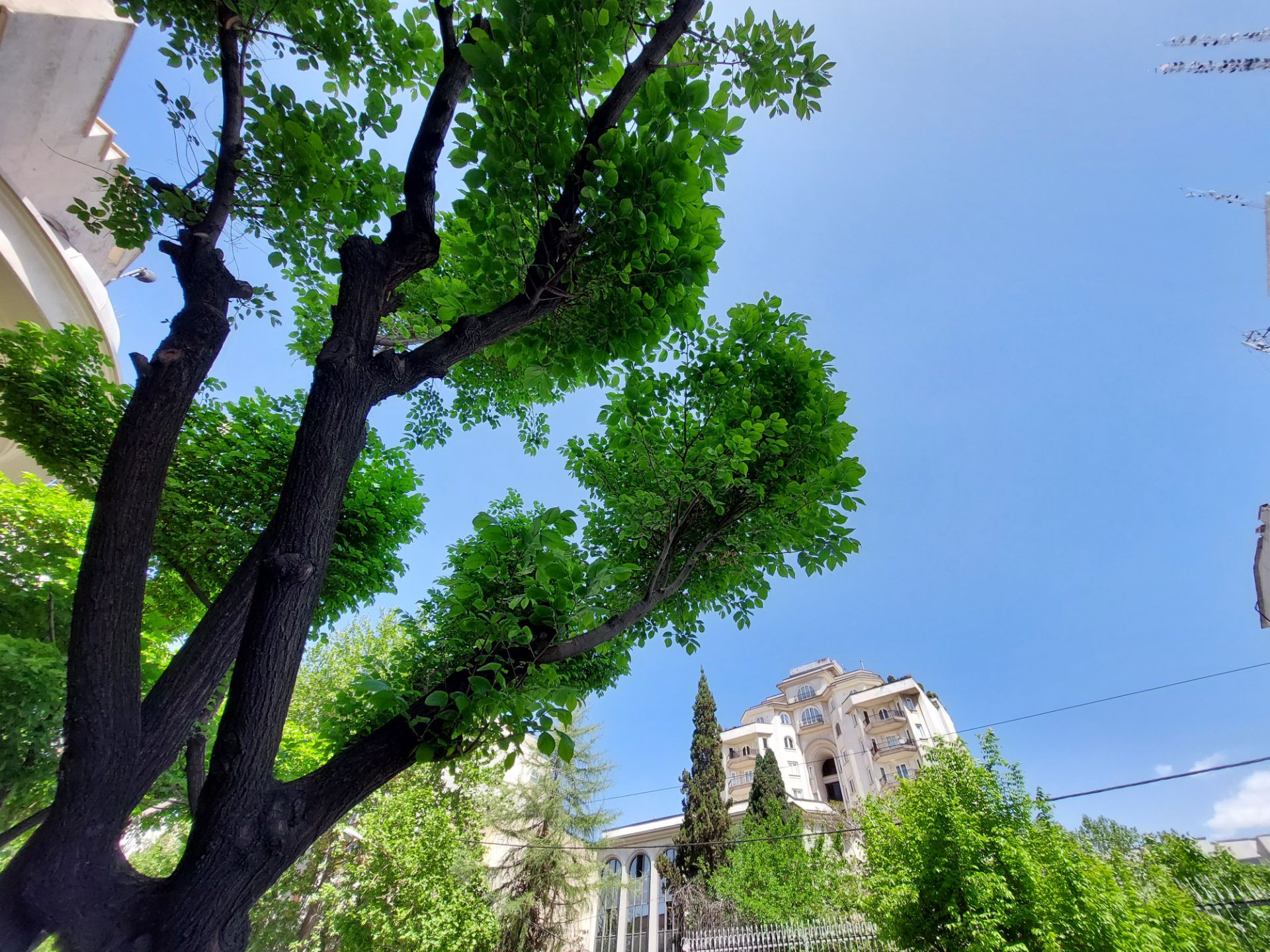 عکس نمونه دوربین اولتراواید گلکسی A52 در نور مناسب - درختی در یکی از کوچه‌های خیابان جردن