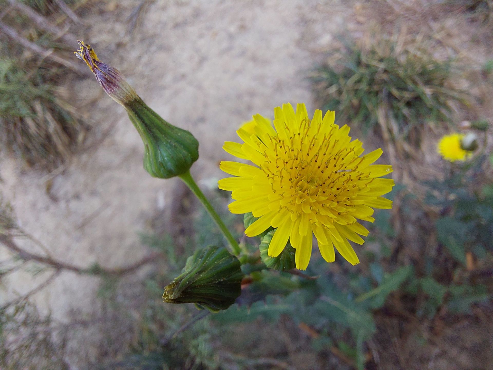 عکس نمونه دوربین ماکرو گلکسی A72 - یک گل زرد از نمای نزدیک
