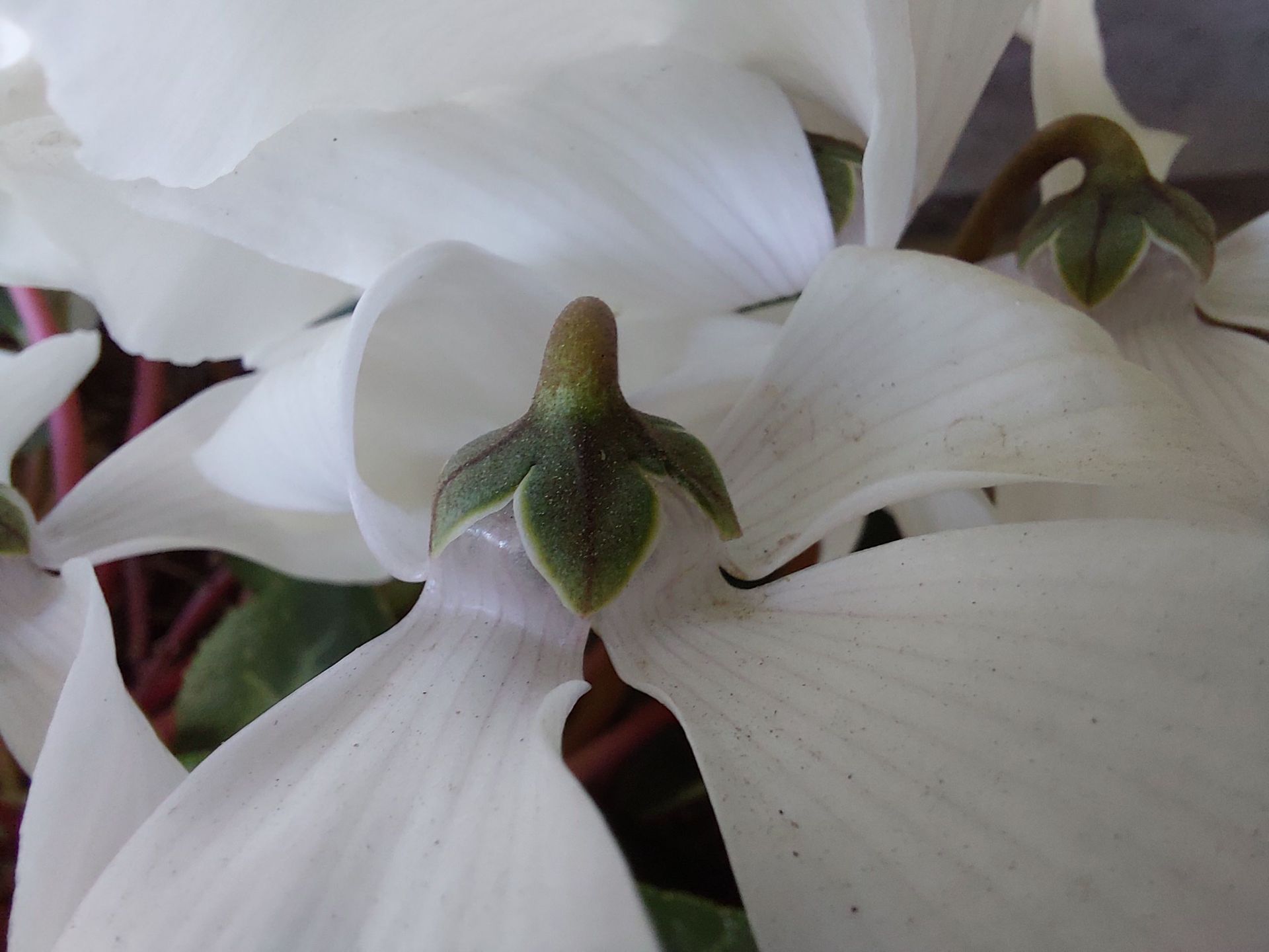 مرجع متخصصين ايران عكس نمونه دوربين ماكرو گلكسي A72 - يك گل سفيد از نماي نزديك