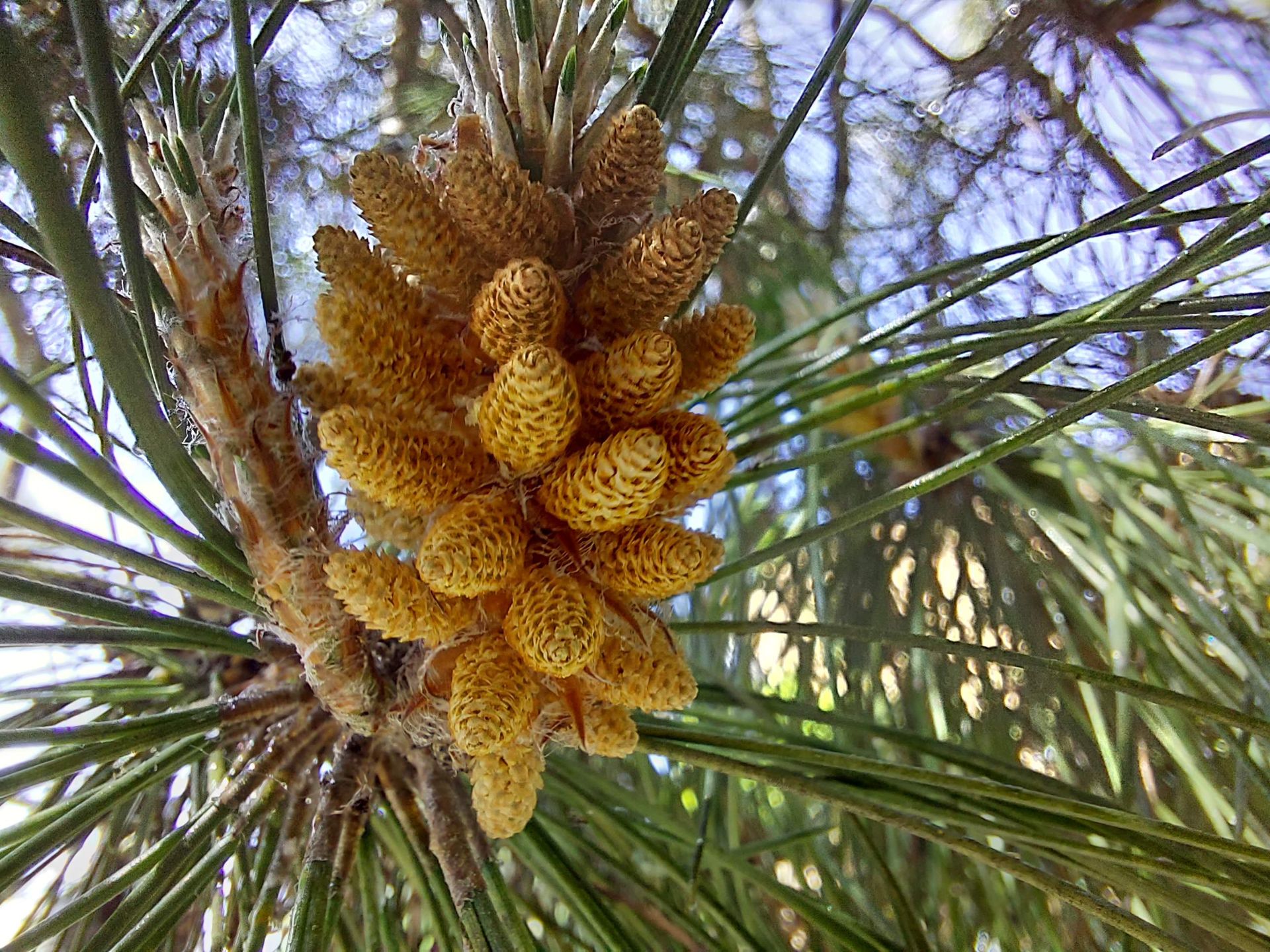 عکس نمونه دوربین ماکرو گلکسی A72 - میوه یک درخت از نمای نزدیک
