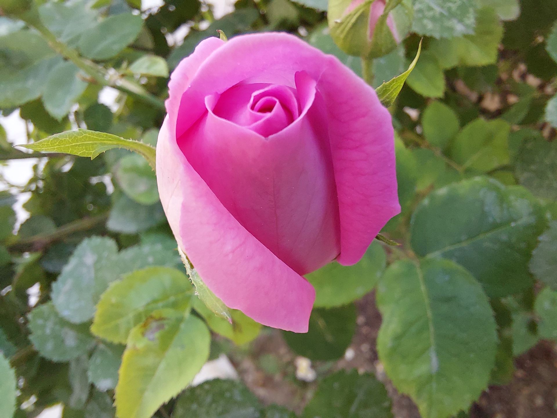 عکس نمونه دوربین ماکرو گلکسی A72 - یک گل رز از نمای نزدیک