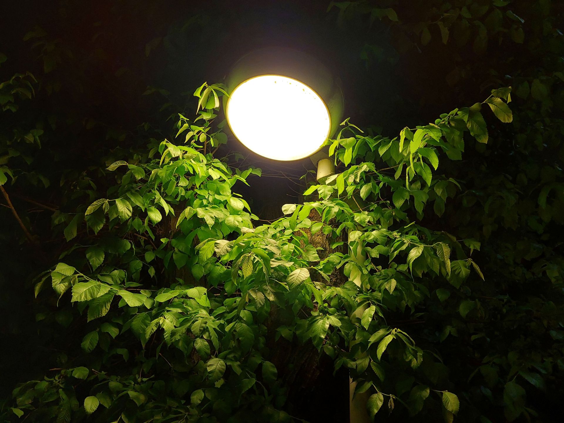 عکس نمونه دوربین واید گلکسی A72 در نور کم - چراغی در هفت حوض