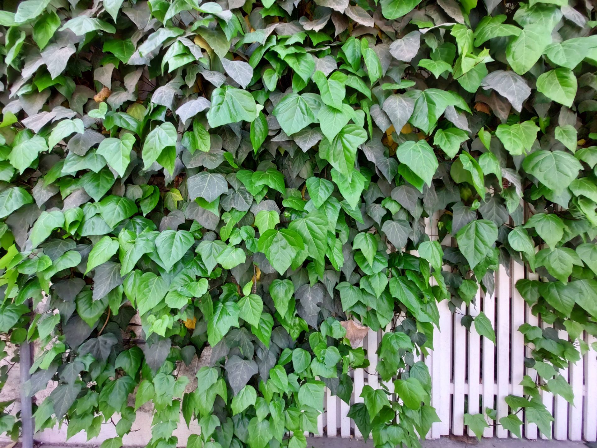 عکس نمونه دوربین اولتراواید گلکسی A72 در نور مناسب - گیاهان روی نمای ساختمانی در خیابان جردن