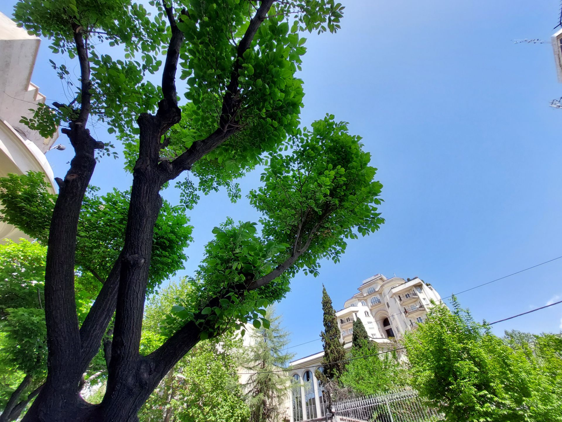 عکس نمونه دوربین اولتراواید گلکسی A72 در نور مناسب - درختی در یکی از کوچه‌های خیابان جردن