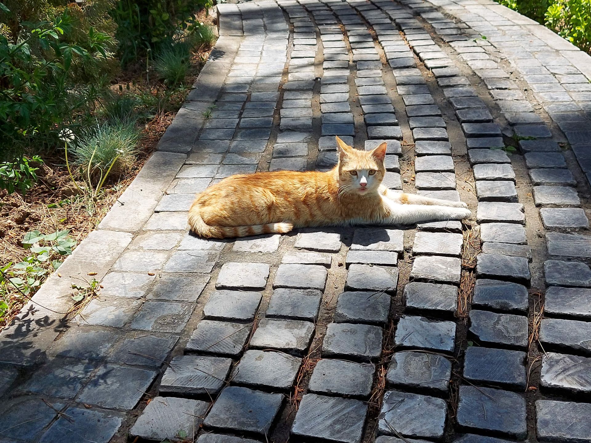 مرجع متخصصين ايران عكس نمونه با اخبار تخصصي ۲ برابري گلكسي M51 سامسونگ - گربه اي در پارك صبا خيابان جردن