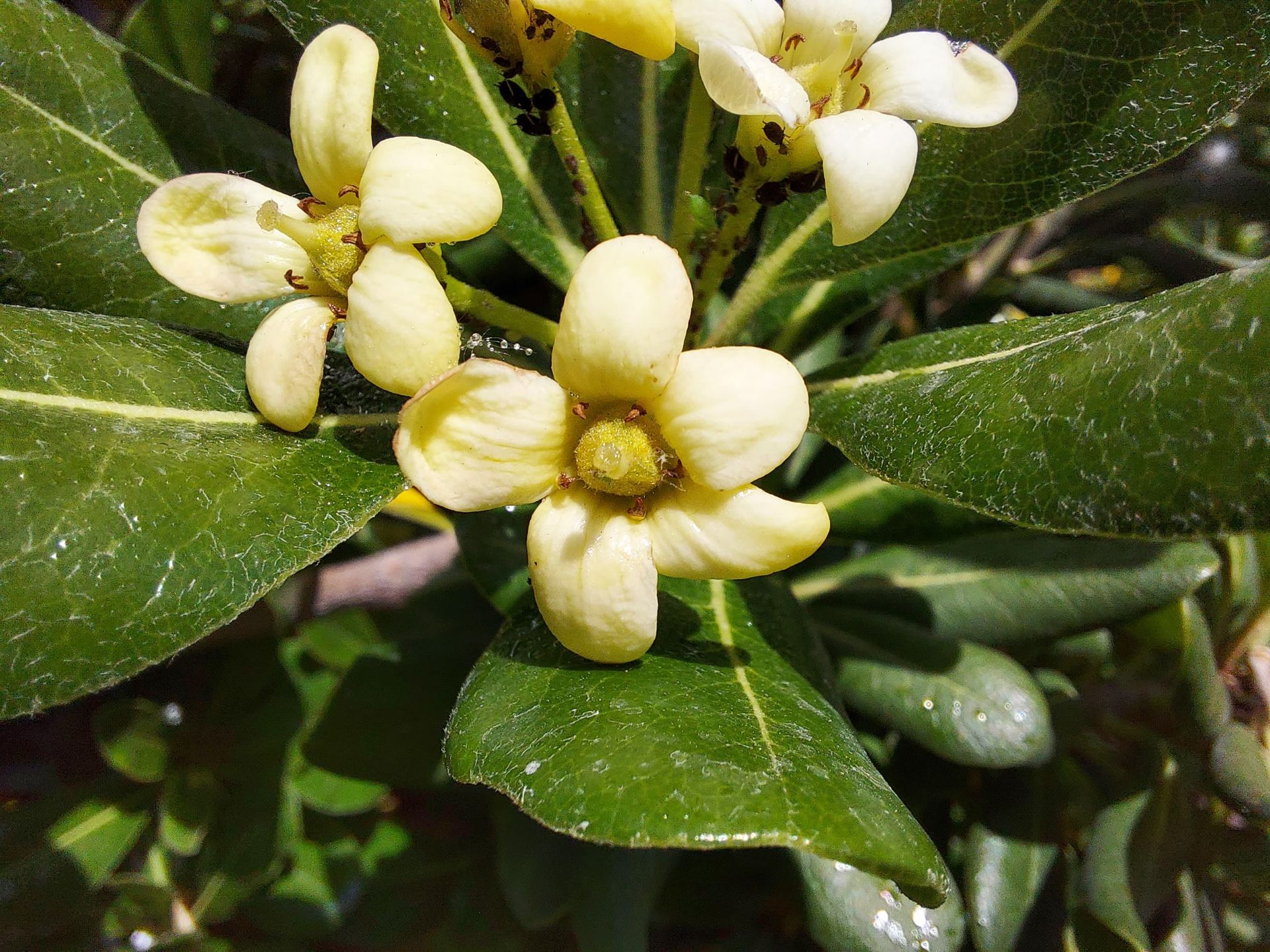 عکس نمونه ماکرو گلکسی M51 سامسونگ - گل مینیاتوری