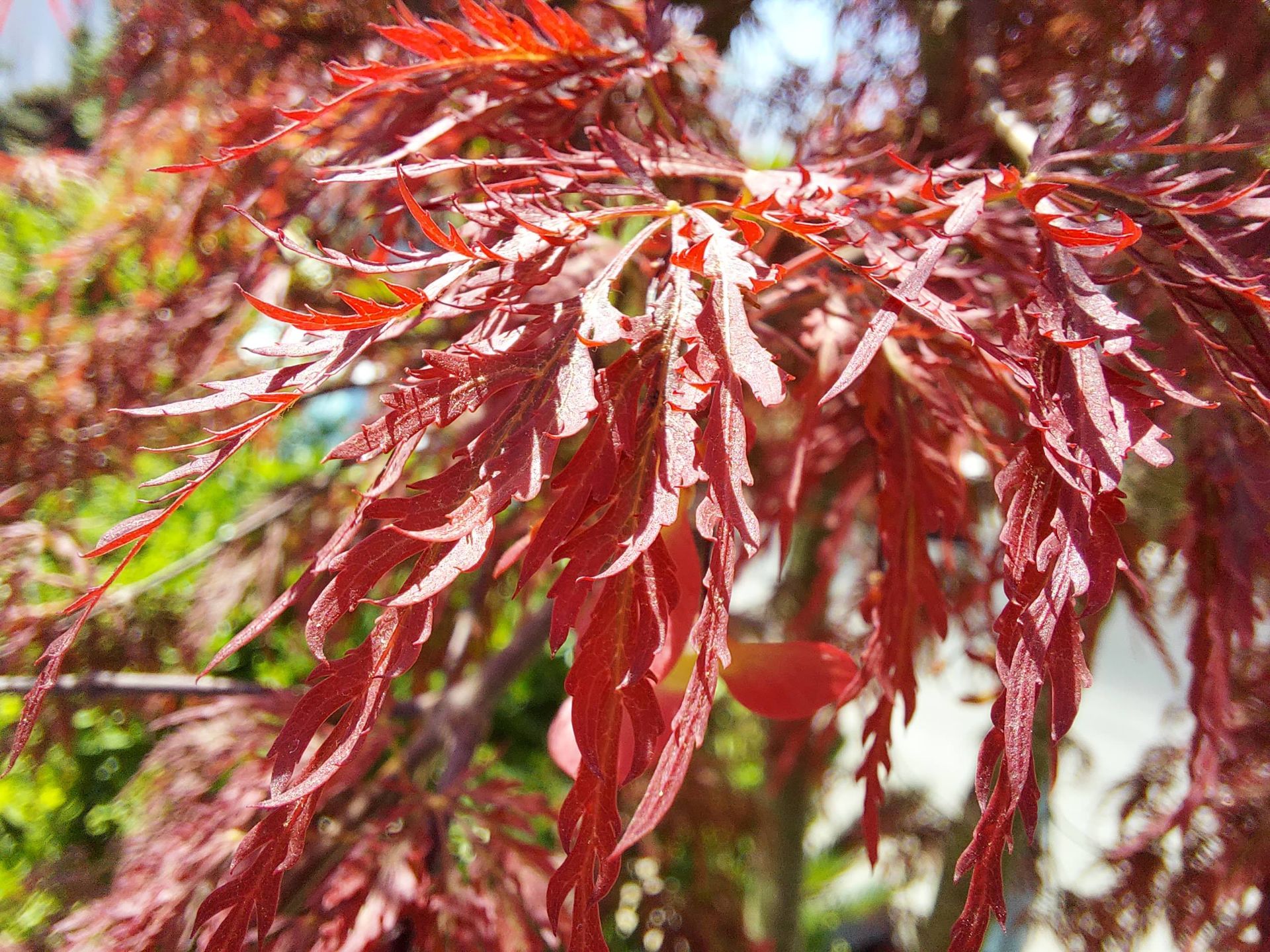 عکس نمونه ماکرو گلکسی M51 سامسونگ - نمای نزدیک از یک گیاه رنگی