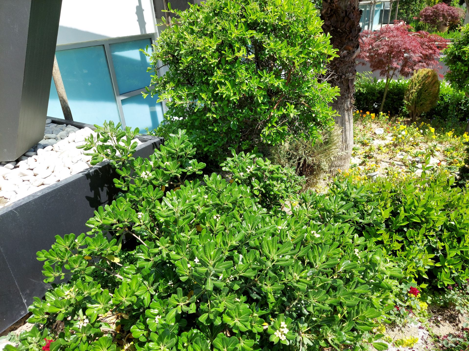 عکس نمونه دوربین واید گلکسی M51 سامسونگ در نور مناسب - بوته های گل و گیاه مینیاتوری در خیابان جردن