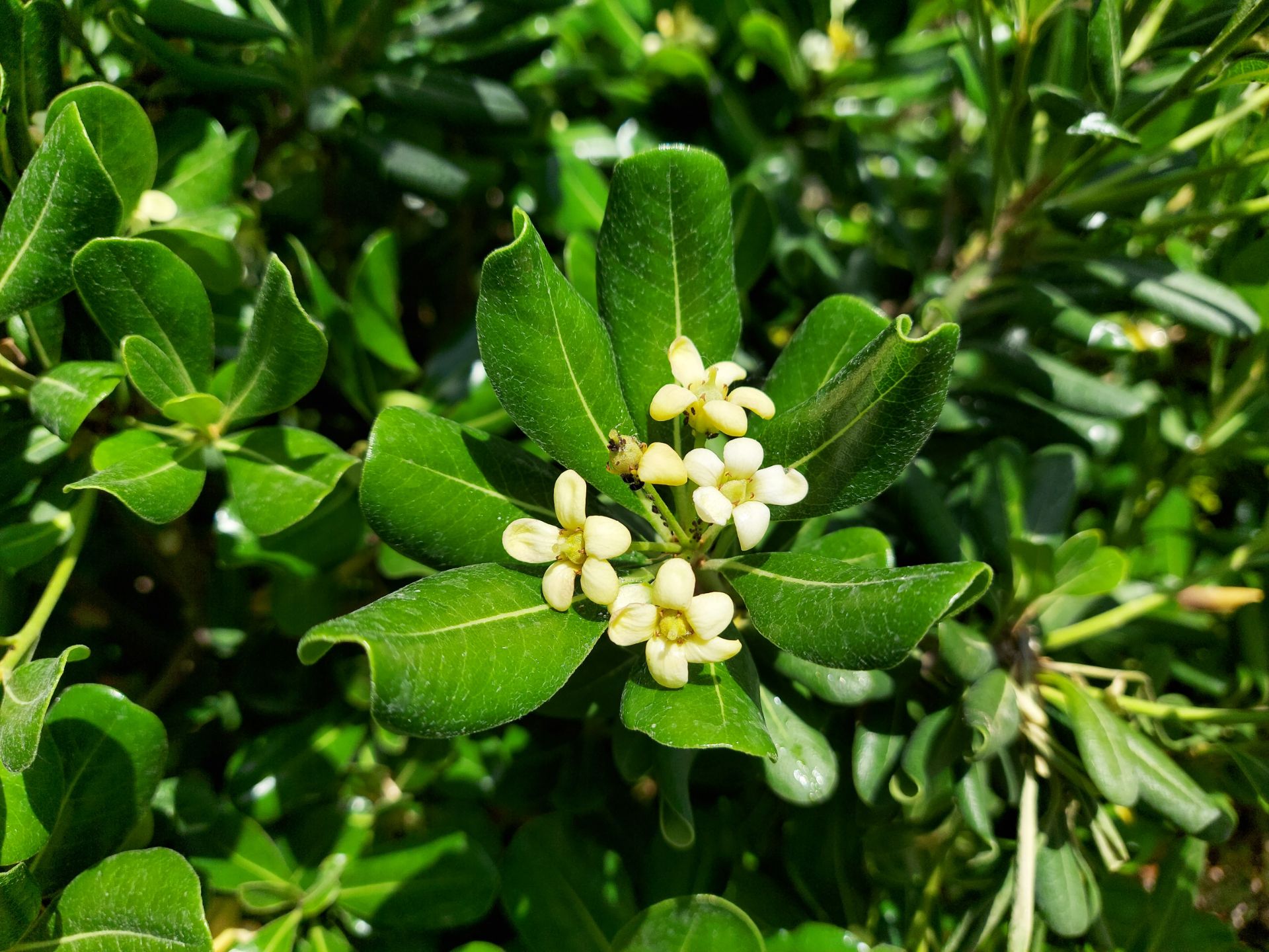 عکس نمونه دوربین واید گلکسی M51 سامسونگ در نور مناسب - گل مینیاتوری در خیابان جردن