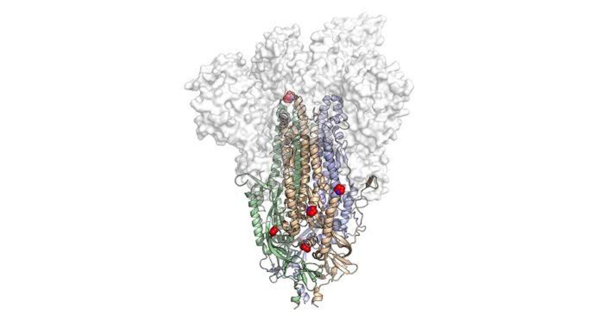 مرجع متخصصين ايران ساختار اسپايك اصلاح شده ويروس كرونا HexaPro