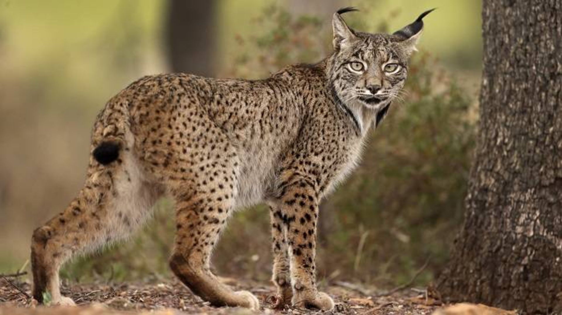 مرجع متخصصين ايران وشق ايبري / Iberian lynx