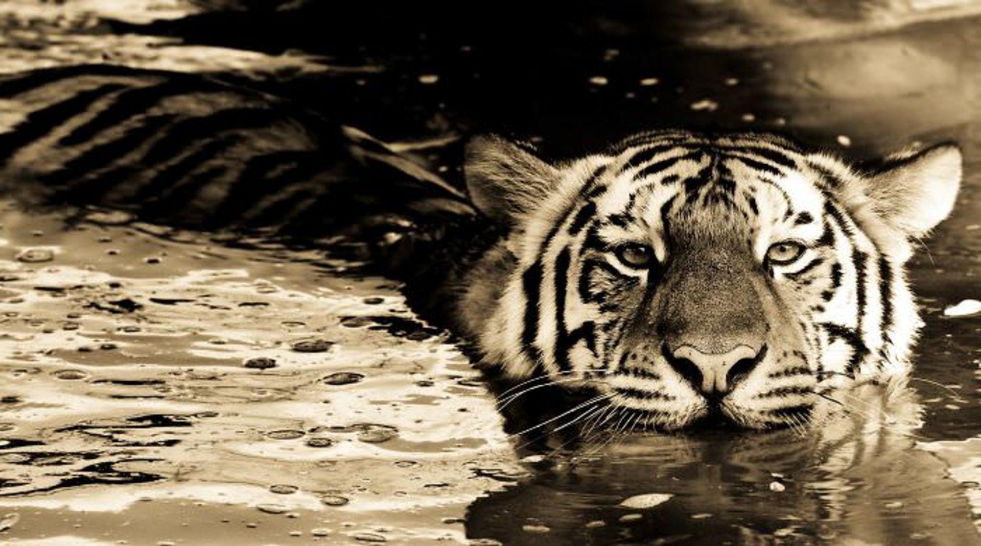 عکاسی از حیوانات