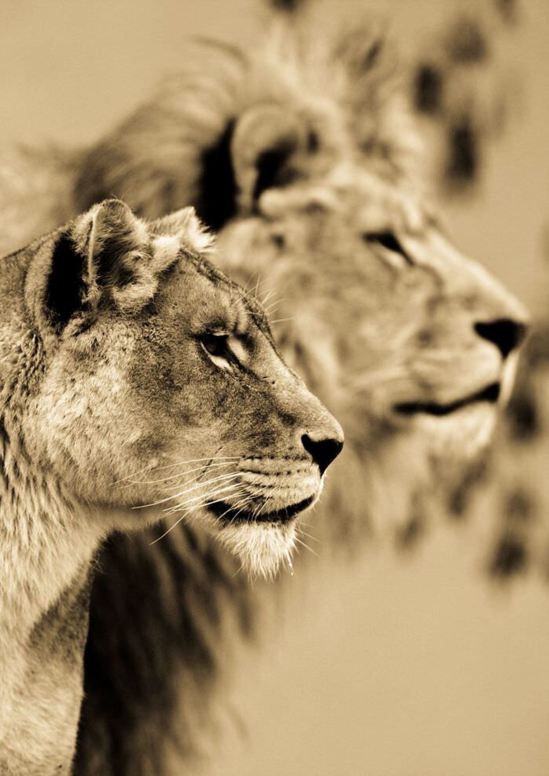 عکاسی از حیوانات