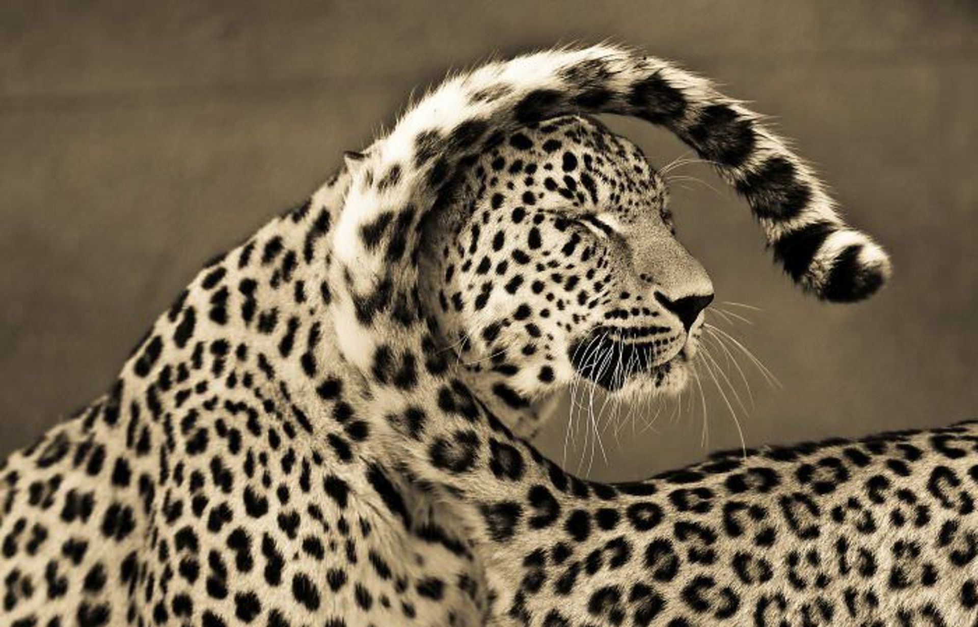 عکاسی از حیوانات