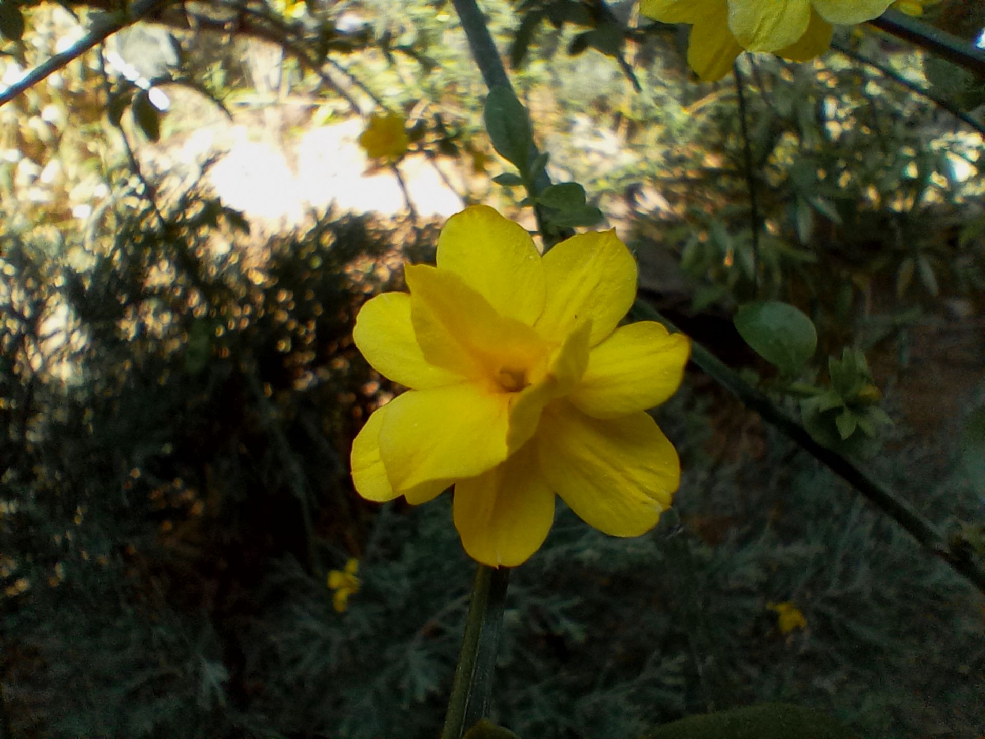 نمونه عکس دوربین ماکرو ال جی K51S - گل 02