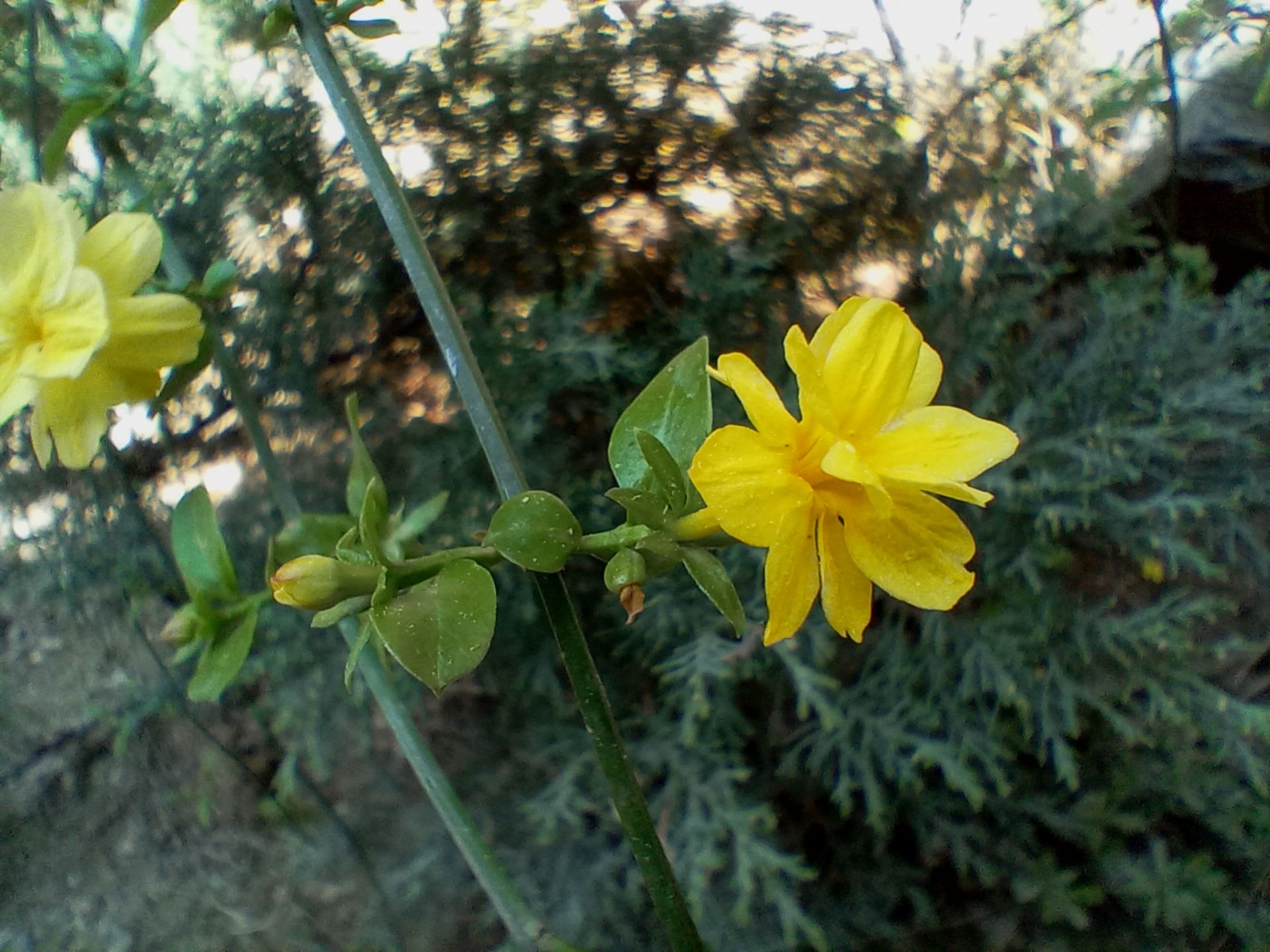 نمونه عکس دوربین ماکرو ال جی K51S - گل 01