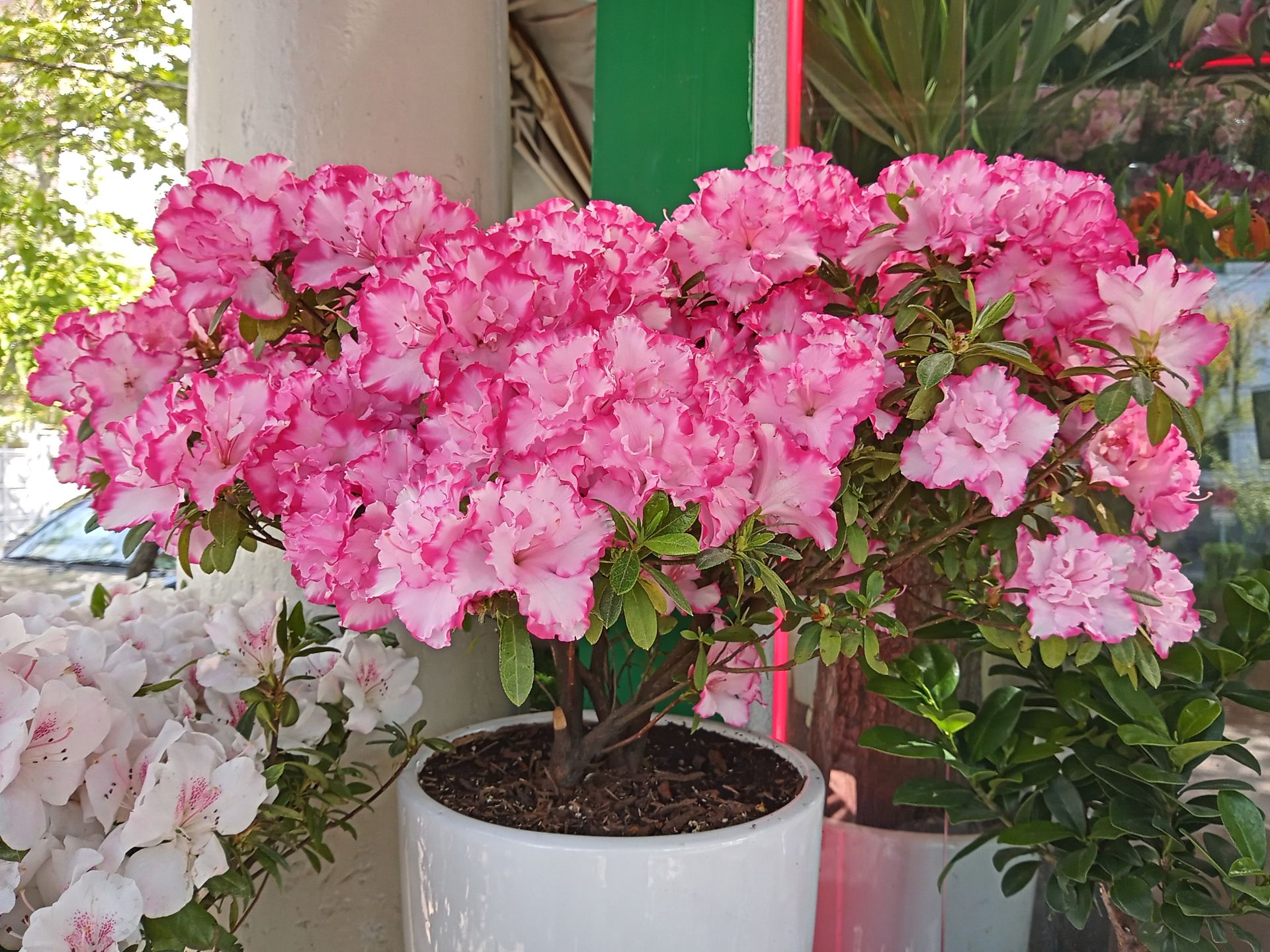 نمونه عکس دوربین اصلی ال جی K51S - گلدان