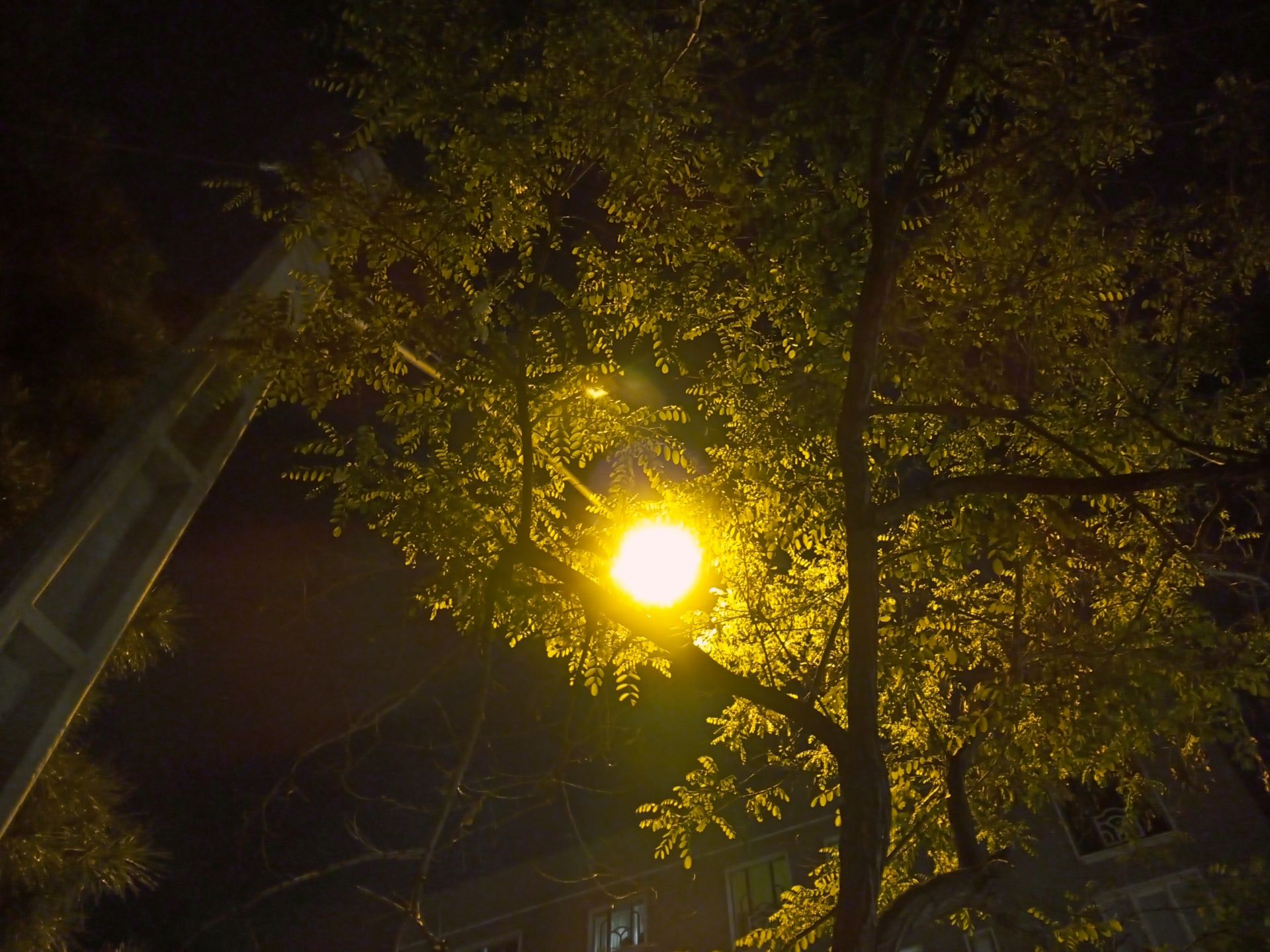 مرجع متخصصين ايران نمونه عكس دوربين اصلي ال جي K51S در شب - ماه در بين درختان
