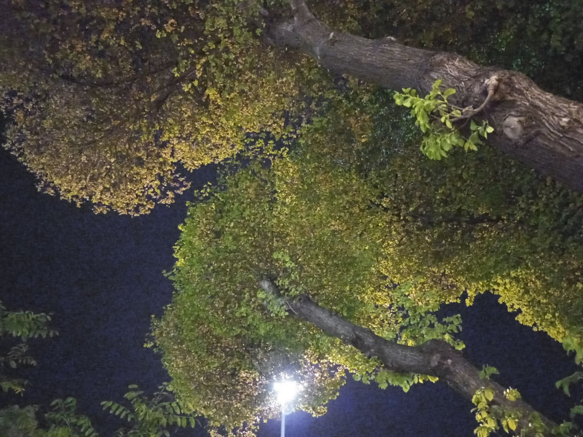 مرجع متخصصين ايران نمونه عكس دوربين اصلي ال جي K51S در شب - شاخ و برگ درختان در پارك