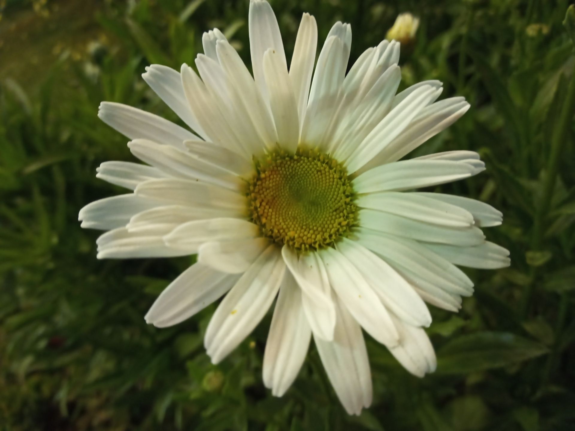 نمونه عکس دوربین اصلی ال جی K51S در شب - گل سفید رنگ از نزدیک