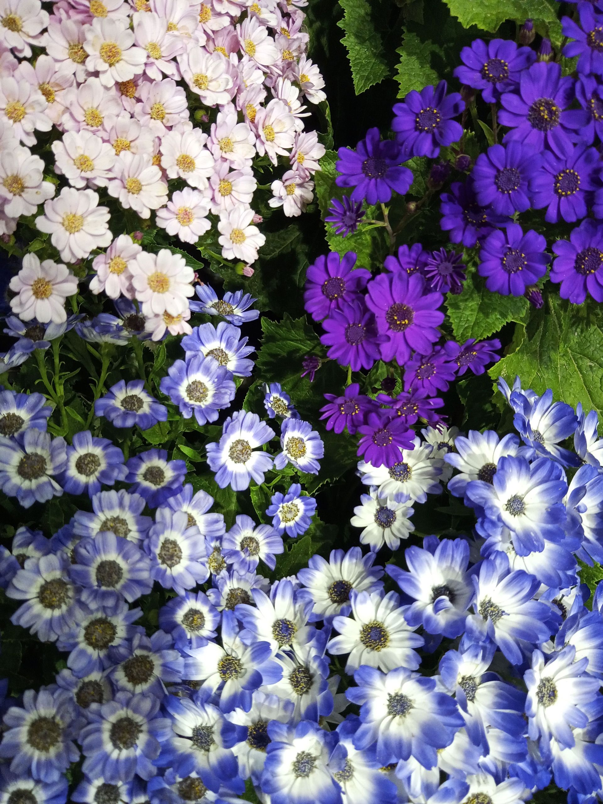 نمونه عکس دوربین اصلی ال جی K51S در شب - گل های رنگارنگ