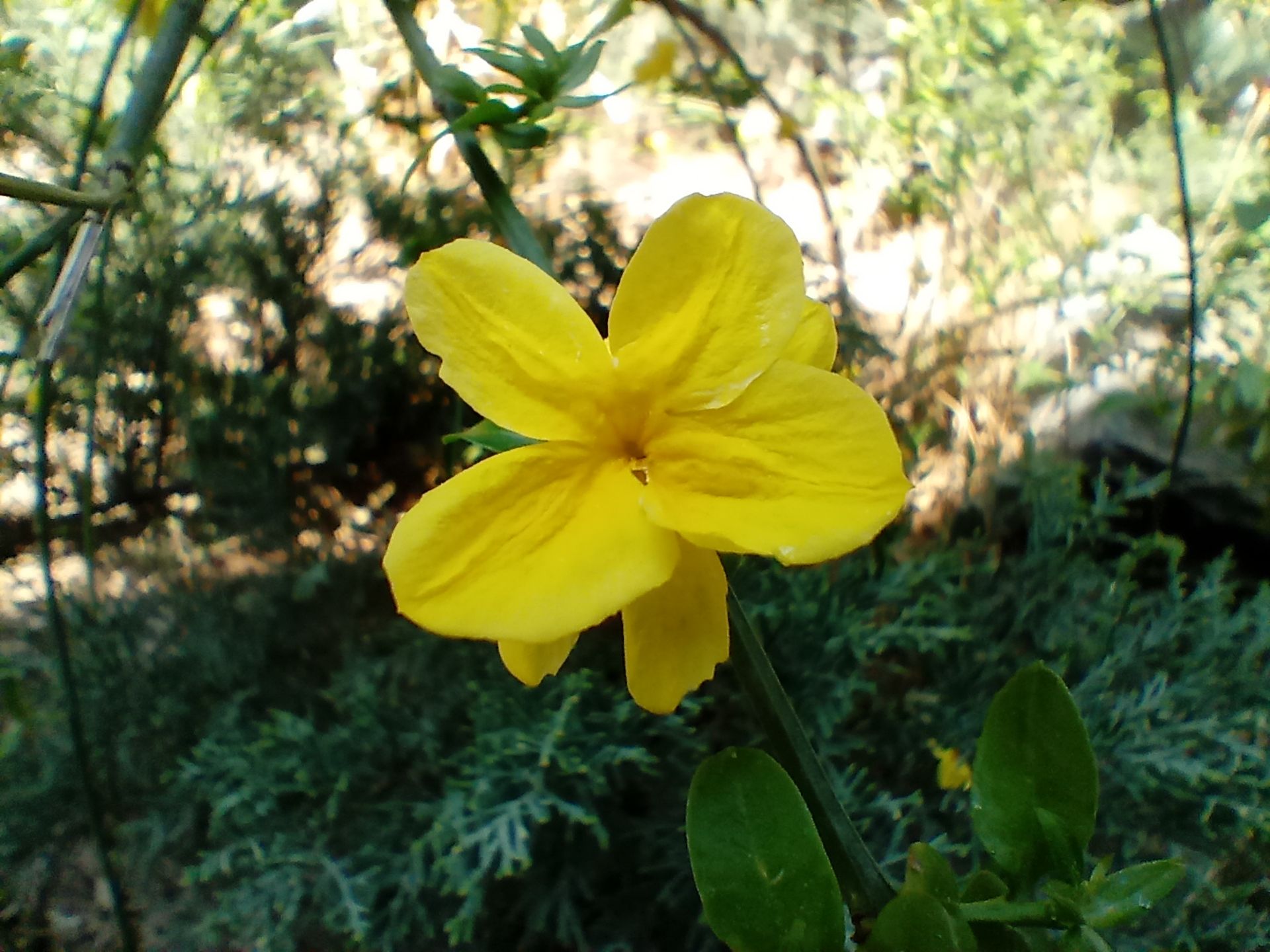 عکس نمونه ماکرو ال جی K61 - نمای نزدیک از یک گل