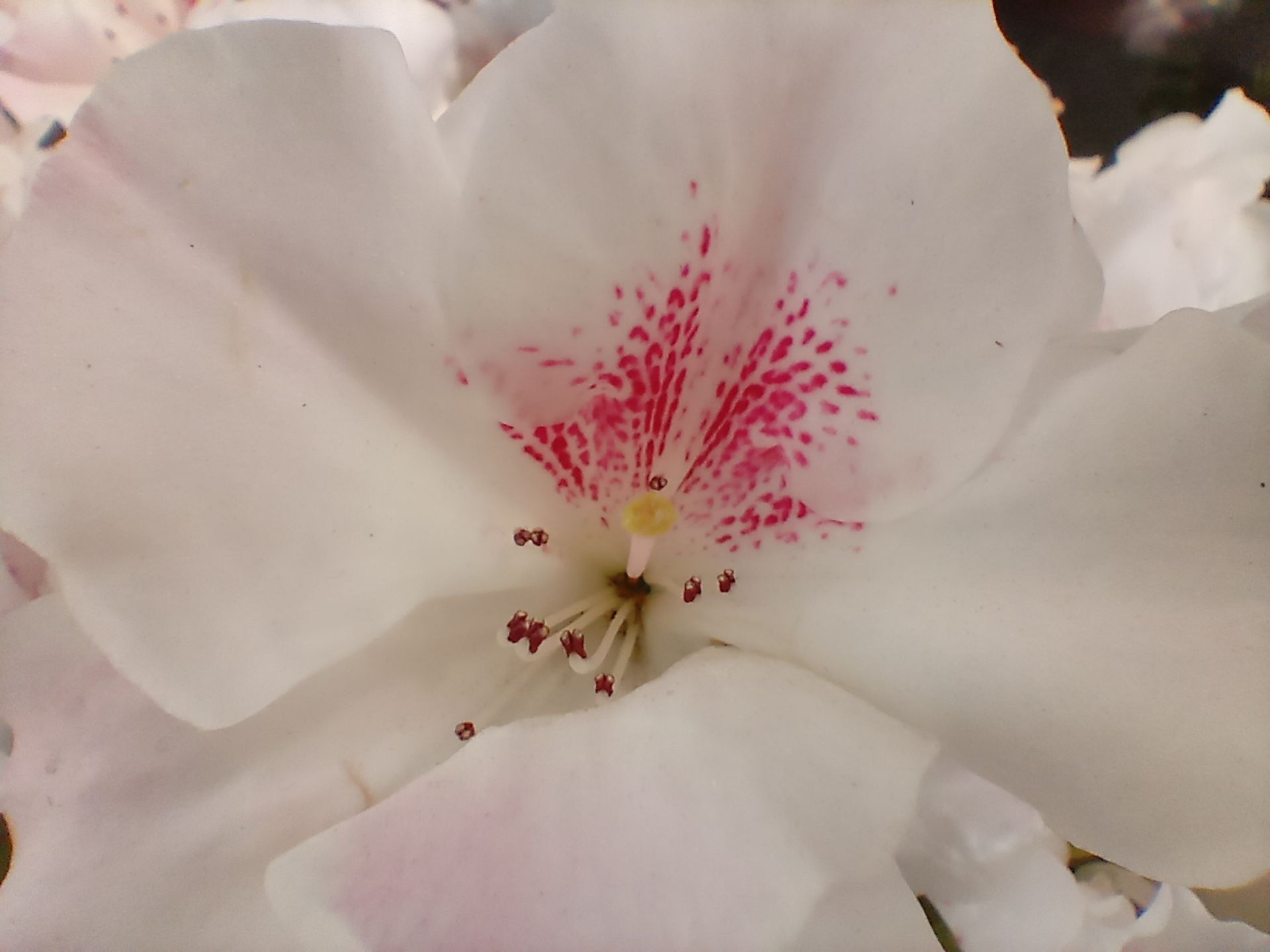 عکس نمونه ماکرو ال جی K61 - نمای نزدیک از یک گل