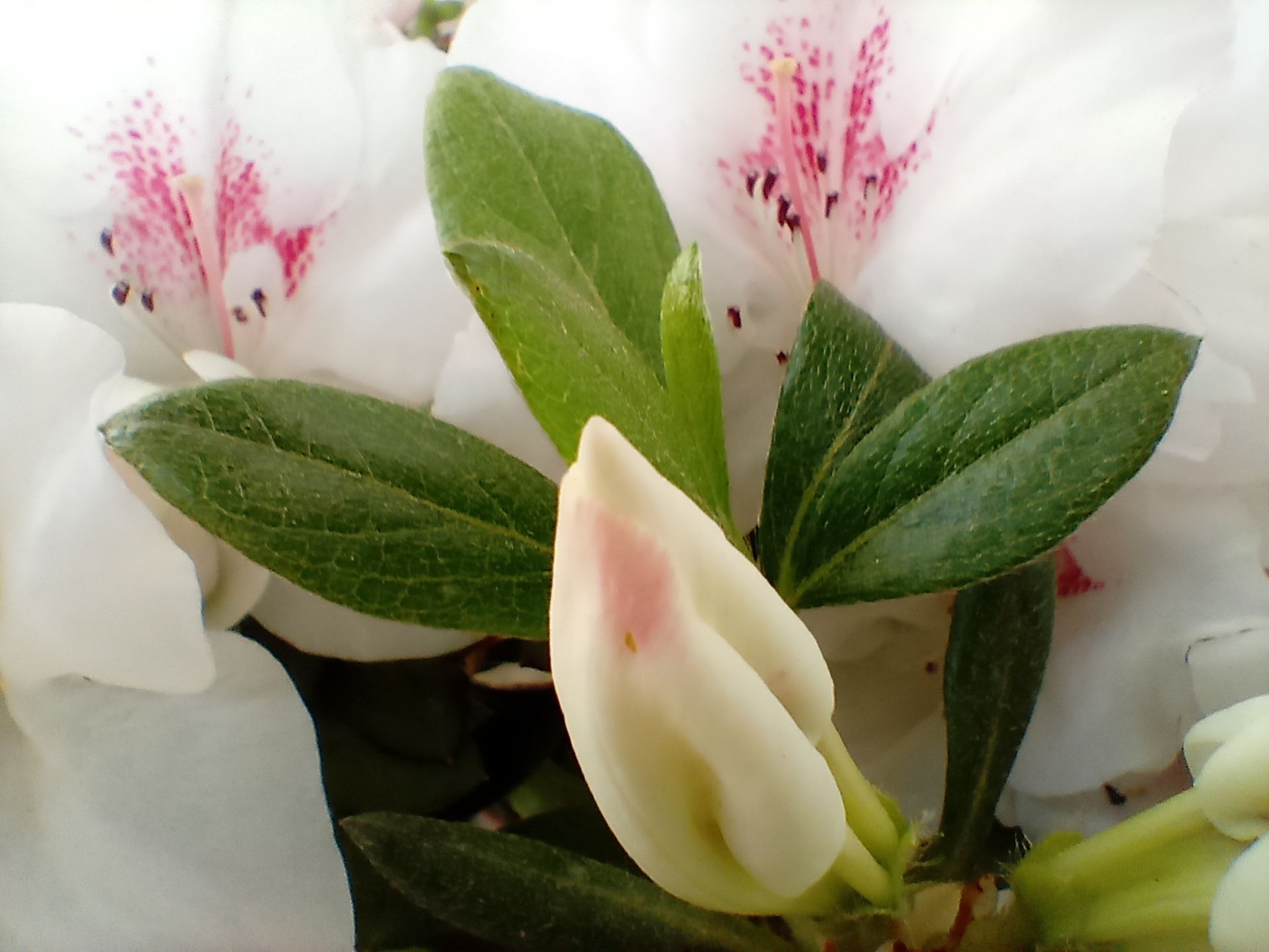 عکس نمونه ماکرو ال جی K61 - نمای نزدیک از یک گل