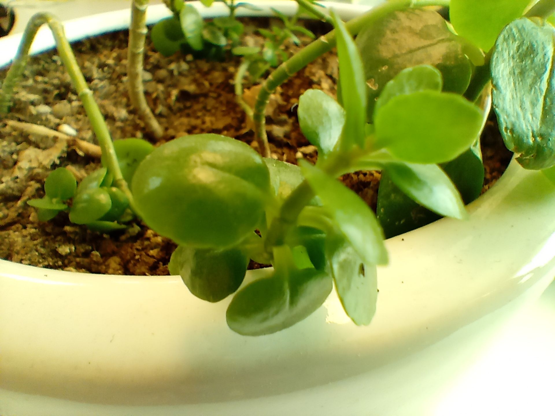 عکس نمونه ماکرو ال جی K61 - نمای نزدیک از یک گیاه