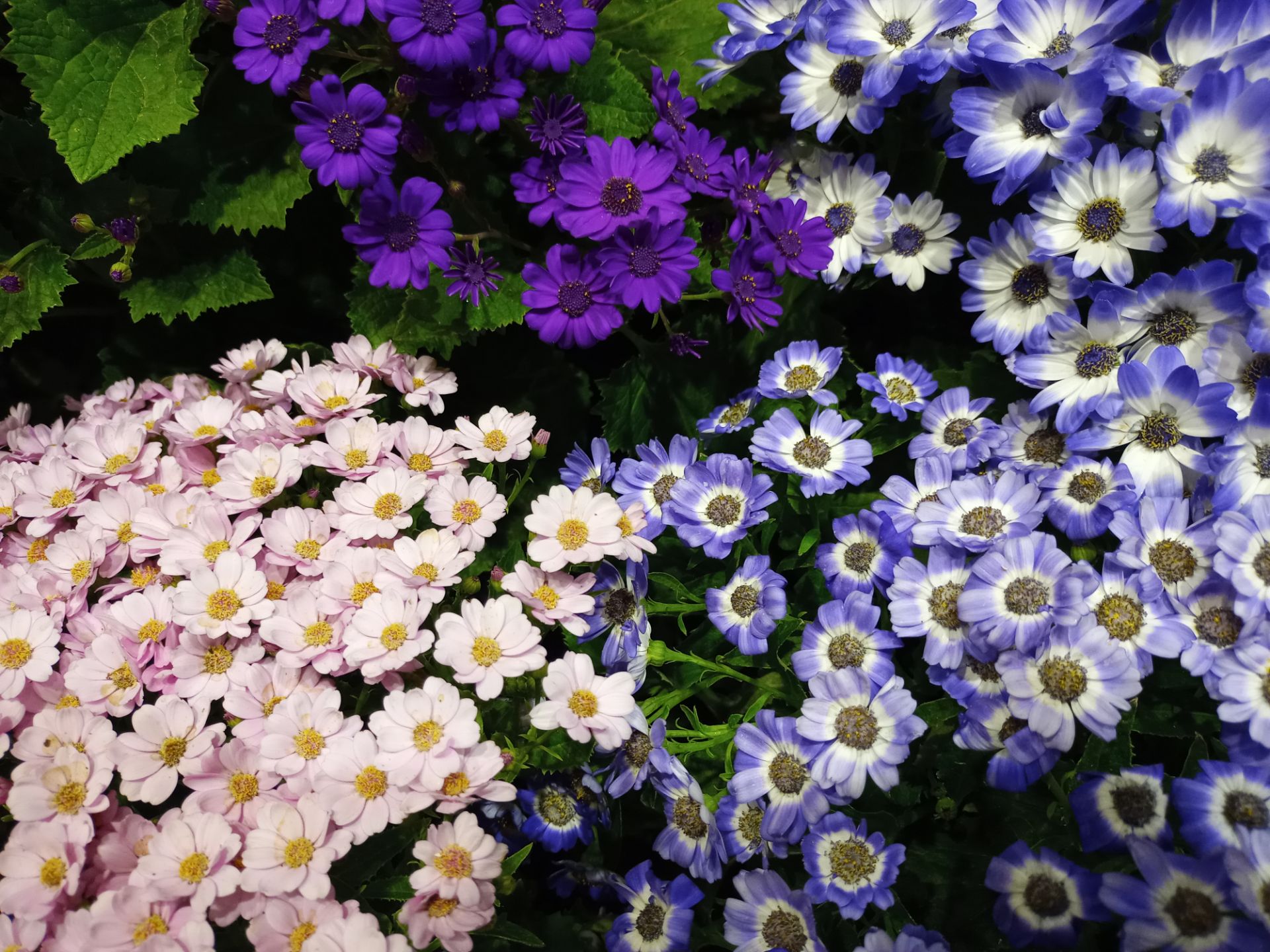 عکس نمونه دوربین اصلی ال جی K61 در نور کم - دسته‌هایی از گل 