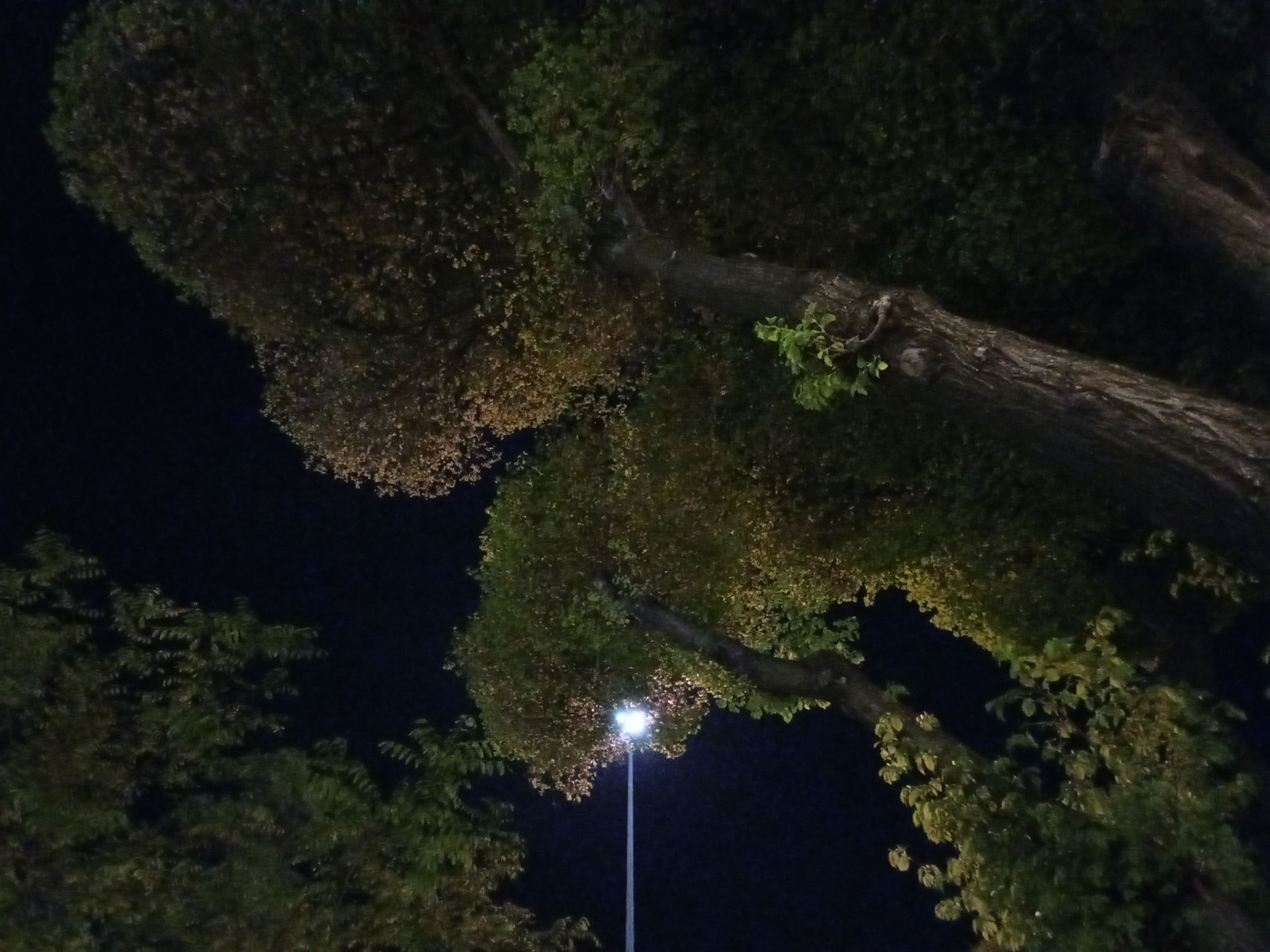 عکس نمونه دوربین اولترواید ال جی K61 در نور کم - نمای فوق عریض از درختان میدان هفت حوض