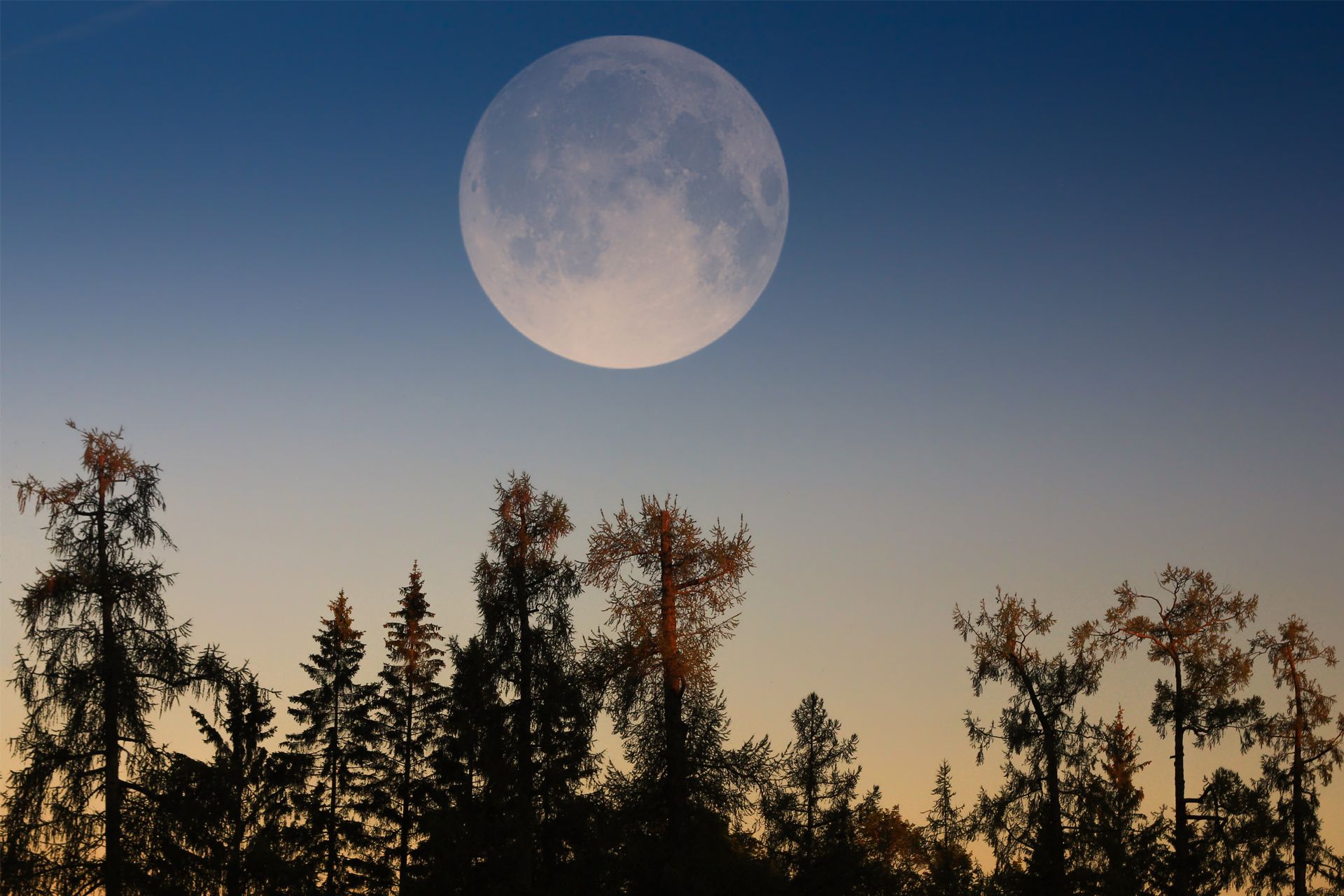 ماه / Moon در نزدیکی خط افق درخت و آسمان صاف