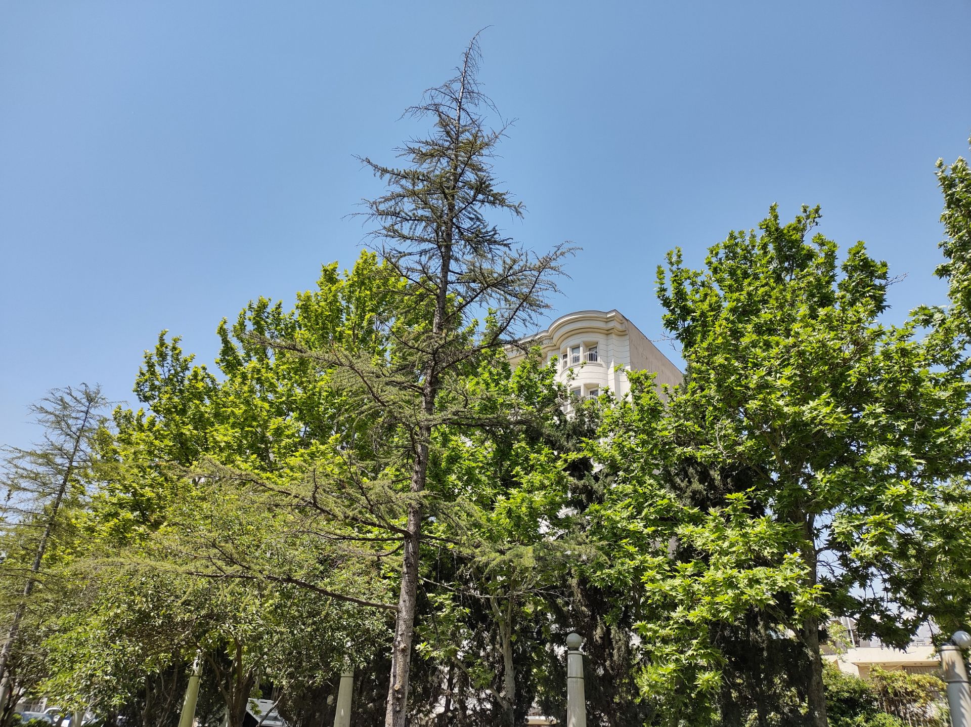 نمونه عکس دوربین اصلی موتورولا موتو جی ۹ پلاس در روز - درختان