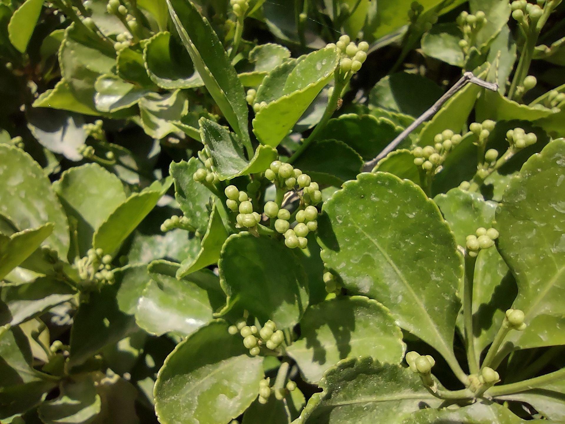 نمونه عکس دوربین ماکرو موتورولا موتو جی ۹ پلاس - گل و گیاه ۱