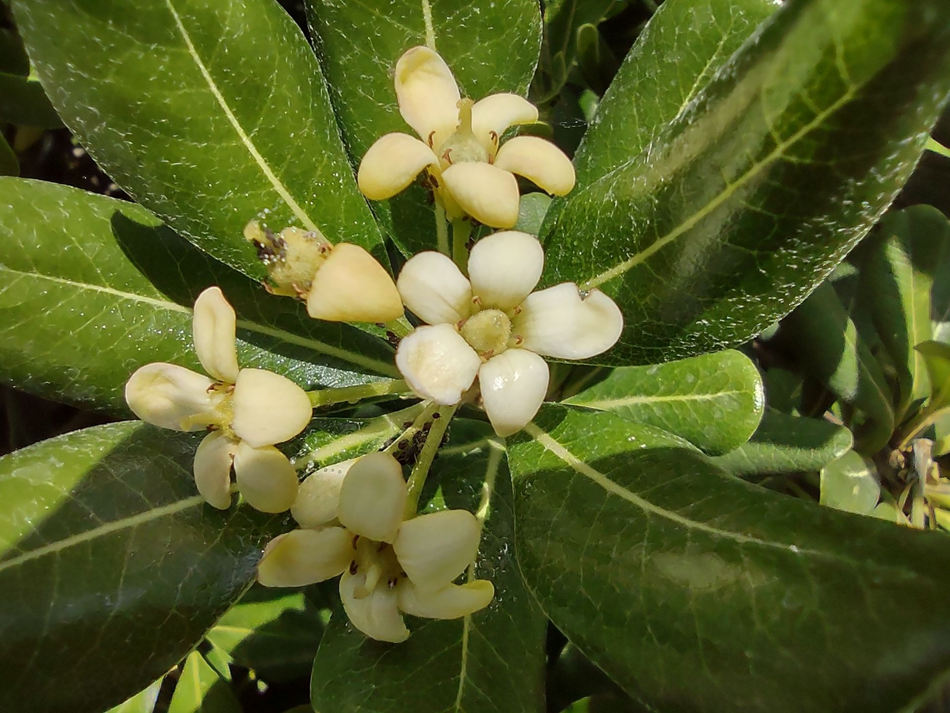 نمونه عکس دوربین ماکرو موتورولا موتو جی ۹ پلاس - گل و گیاه ۲
