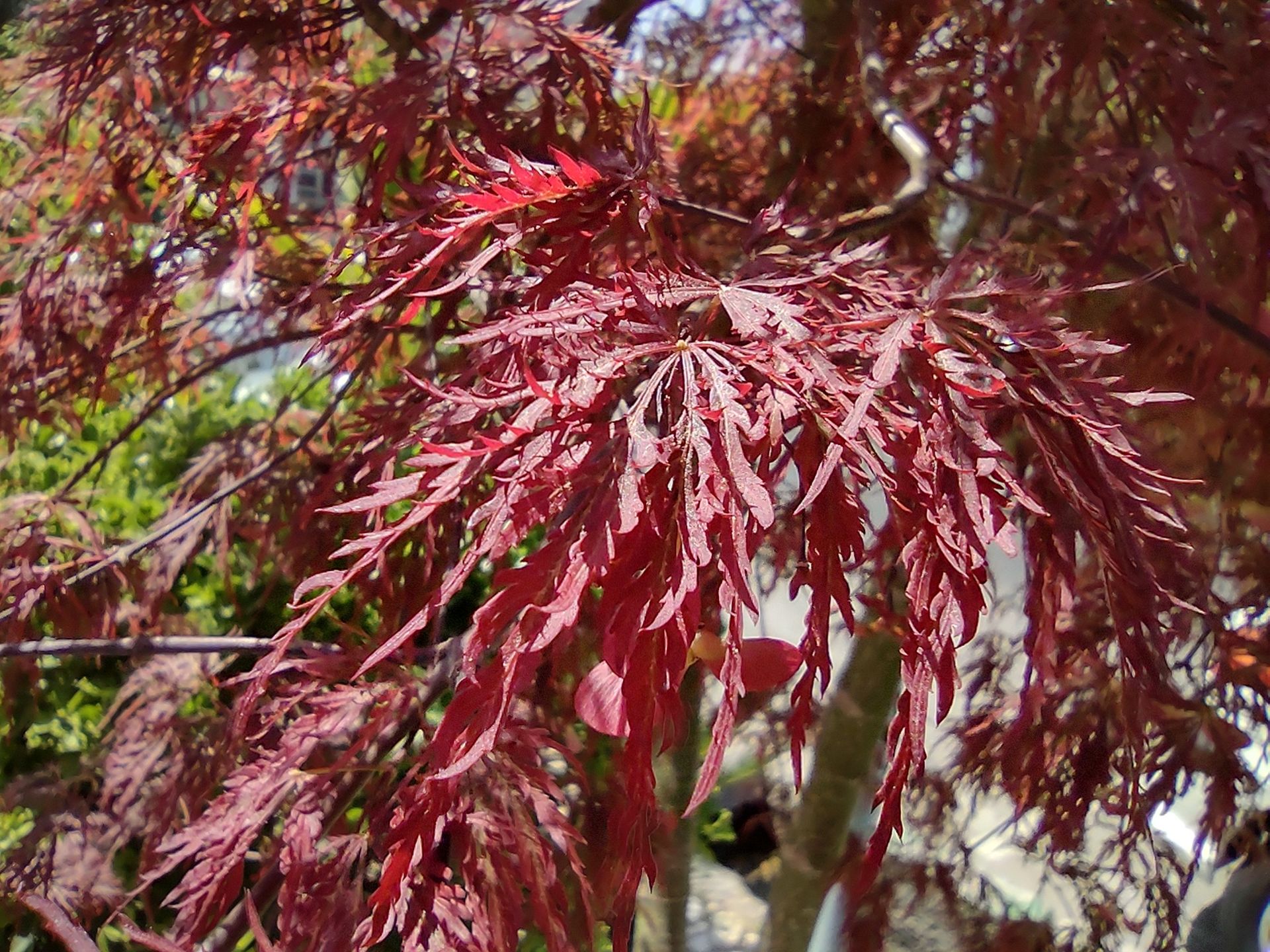 نمونه عکس دوربین ماکرو موتورولا موتو جی ۹ پلاس - گل و گیاه ۴
