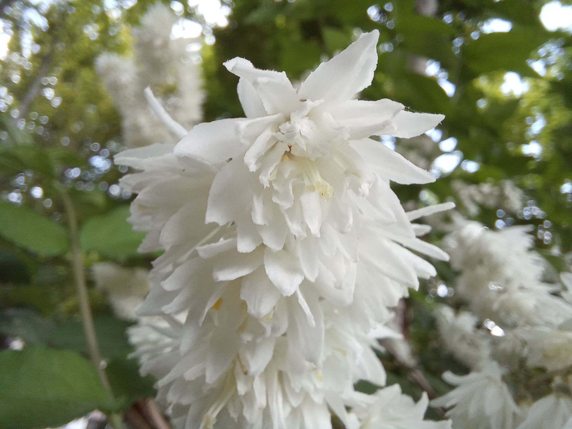 نمونه عکس ثبت شده توسط دوربین ماکرو گلکسی A32 سامسونگ - تصویر یک گل سفید
