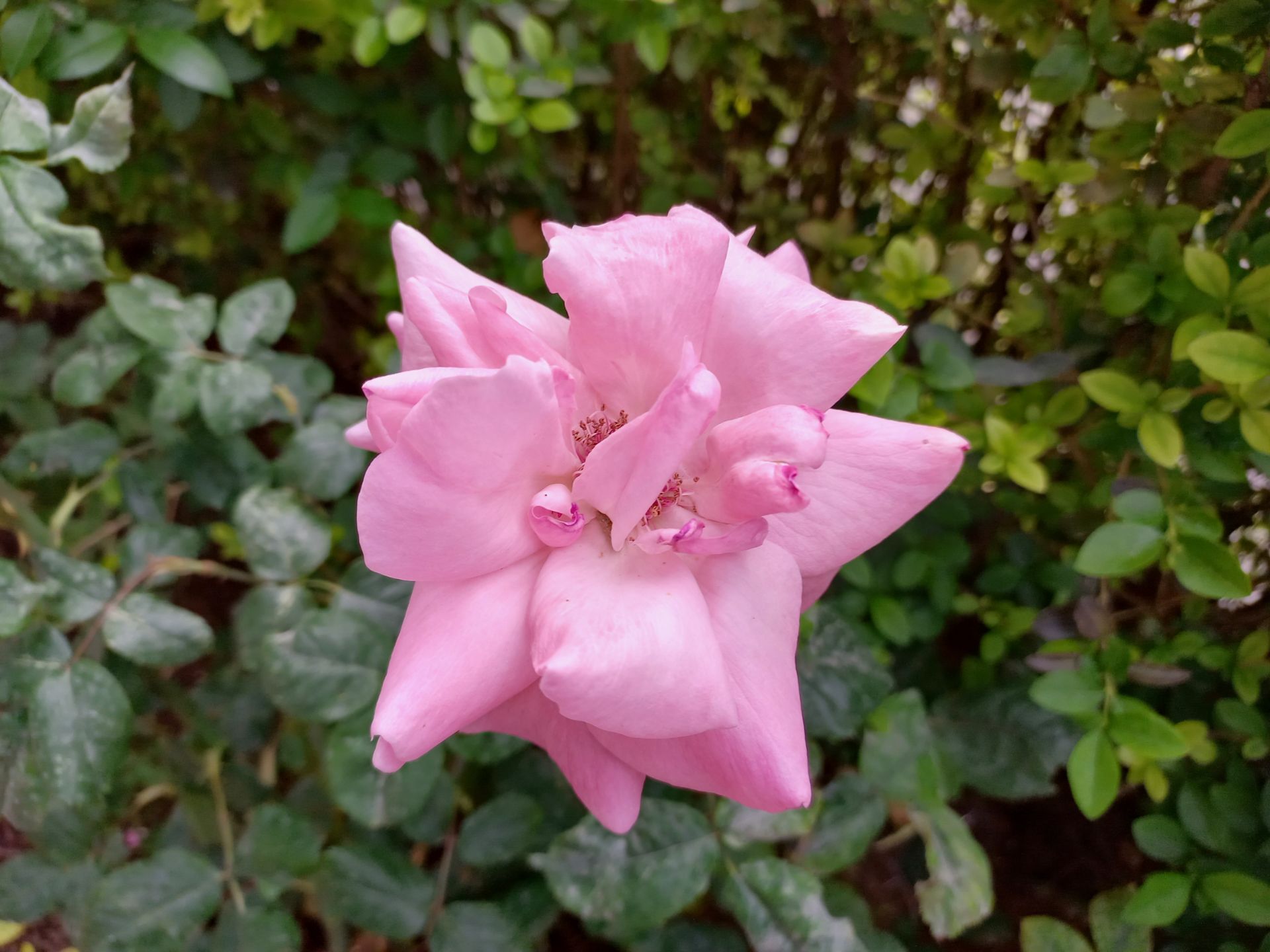 نمونه عکس ثبت شده توسط دوربین اصلی گلکسی A32 در روشنایی روز - تصویر یک گل