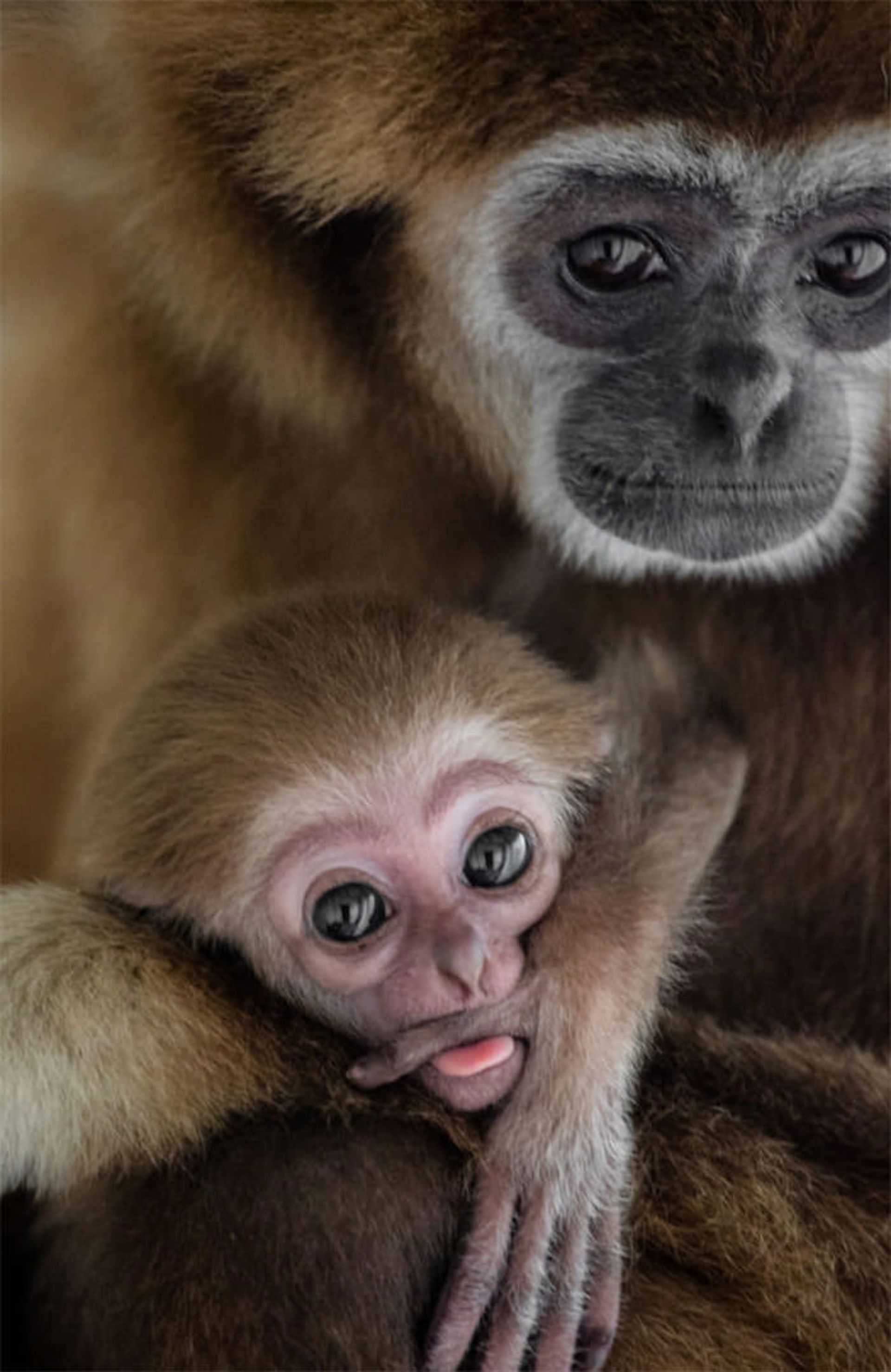 عکاسی از حیوانات